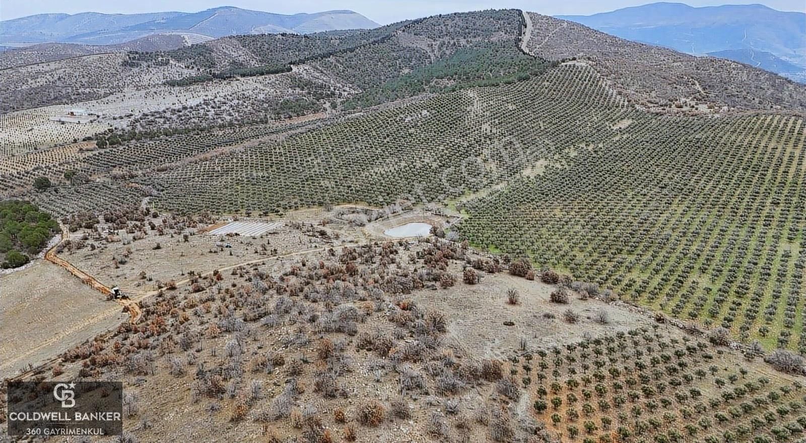Salihli Kurttutan Da Satılık 216 Dönüm Zeytinlik Ve Tarım Arazi - Görsel 5