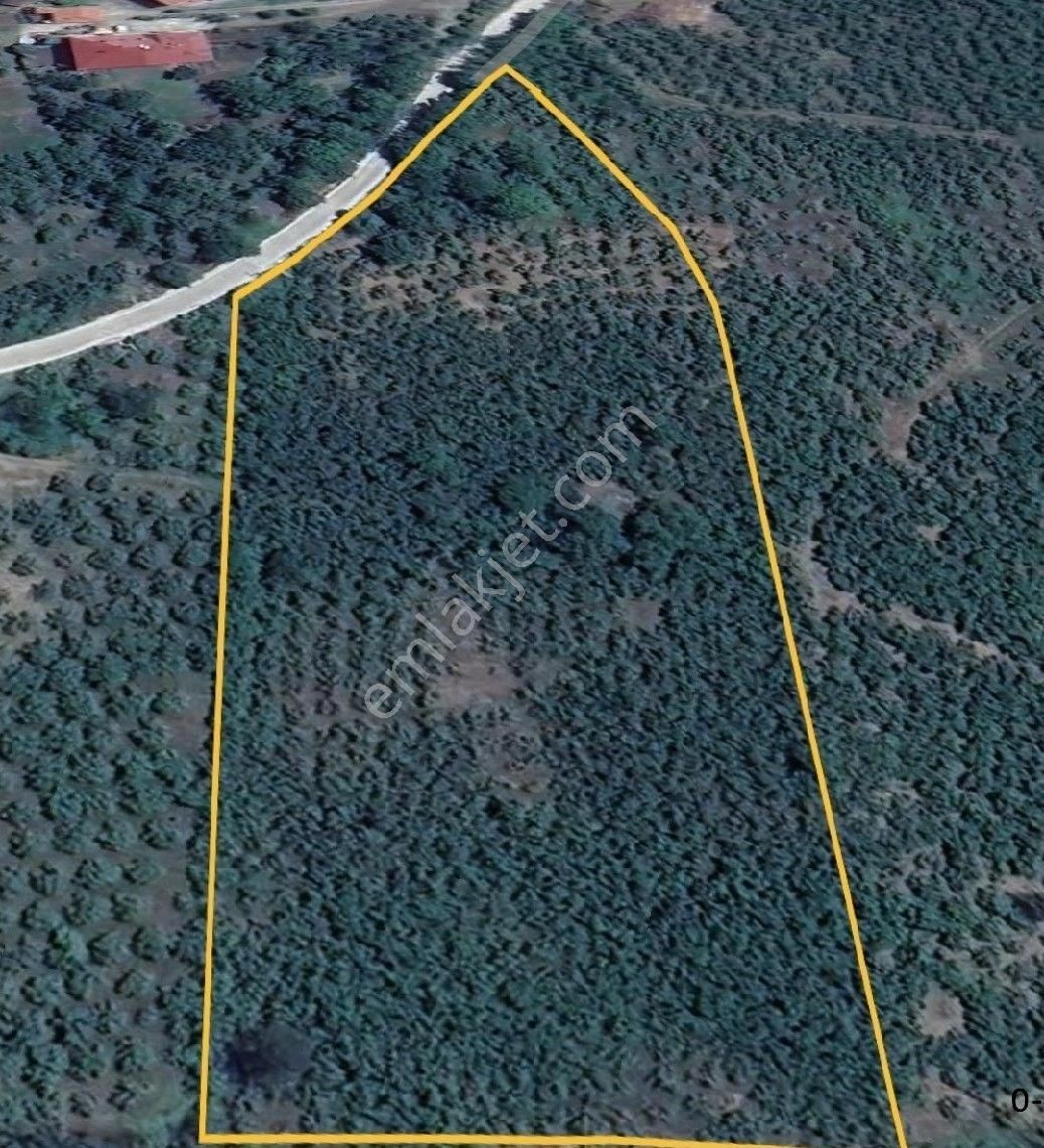 Satılık Fındık Tarlası 16 Dönüm - Görsel 6