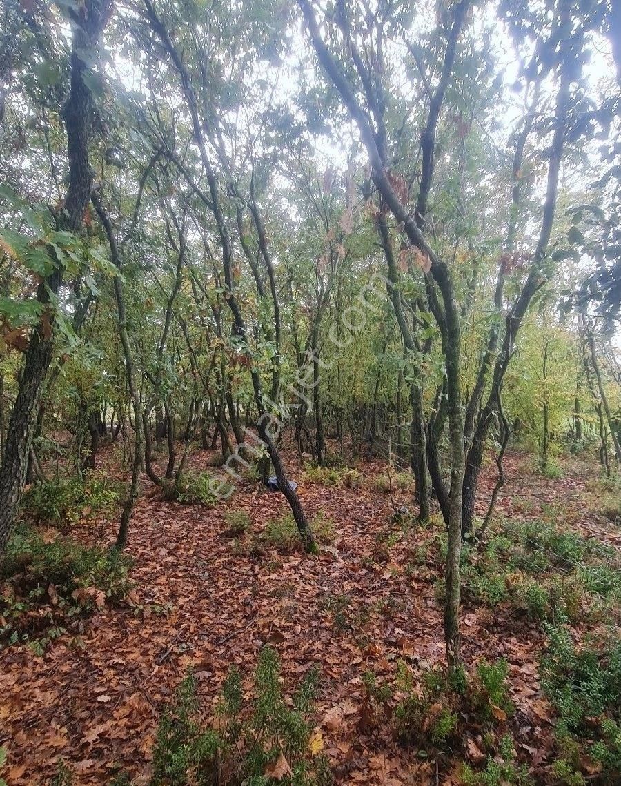 Satılık Tarla Bafra Yerleşke 20 Dönüm - Görsel 13