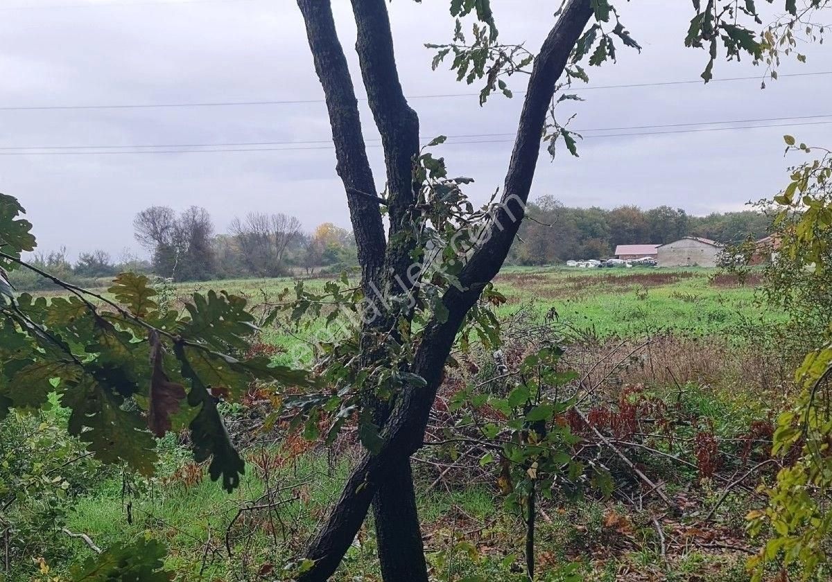 Satılık Tarla Bafra Yerleşke 20 Dönüm - Görsel 3