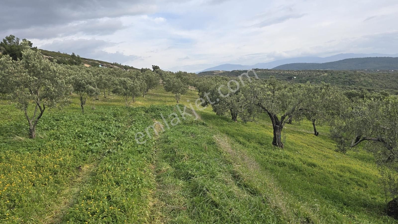 Foça Gerenköy'de Satılık Hisseli Zeytinli Tarla - Görsel 23