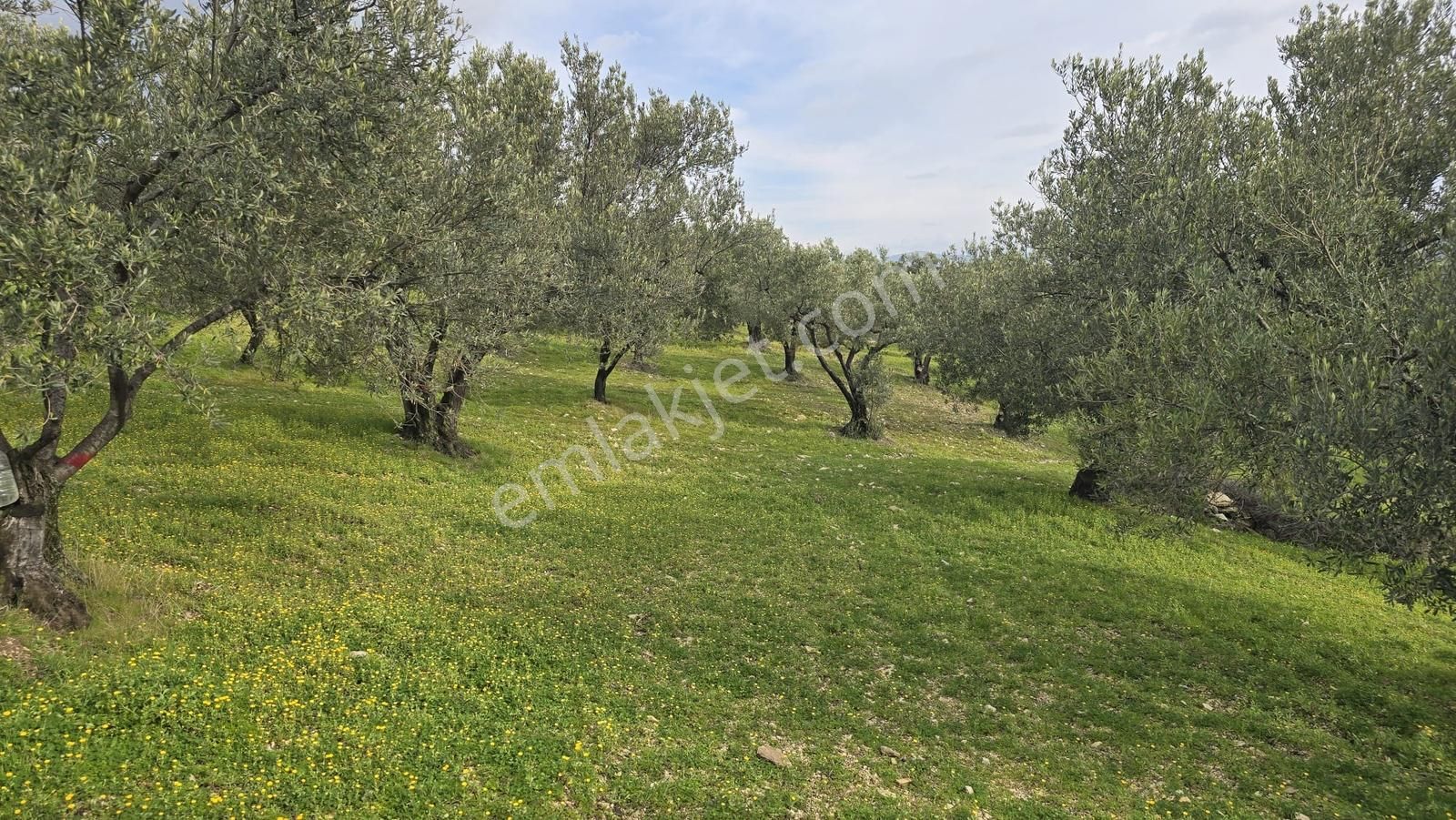 Foça Gerenköy'de Satılık Hisseli Zeytinli Tarla - Görsel 17