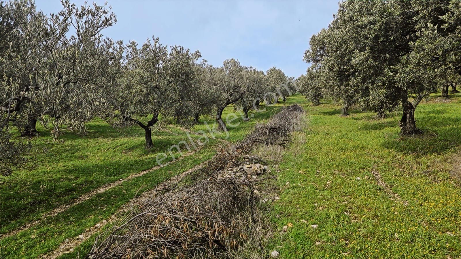 Foça Gerenköy'de Satılık Hisseli Zeytinli Tarla - Görsel 34