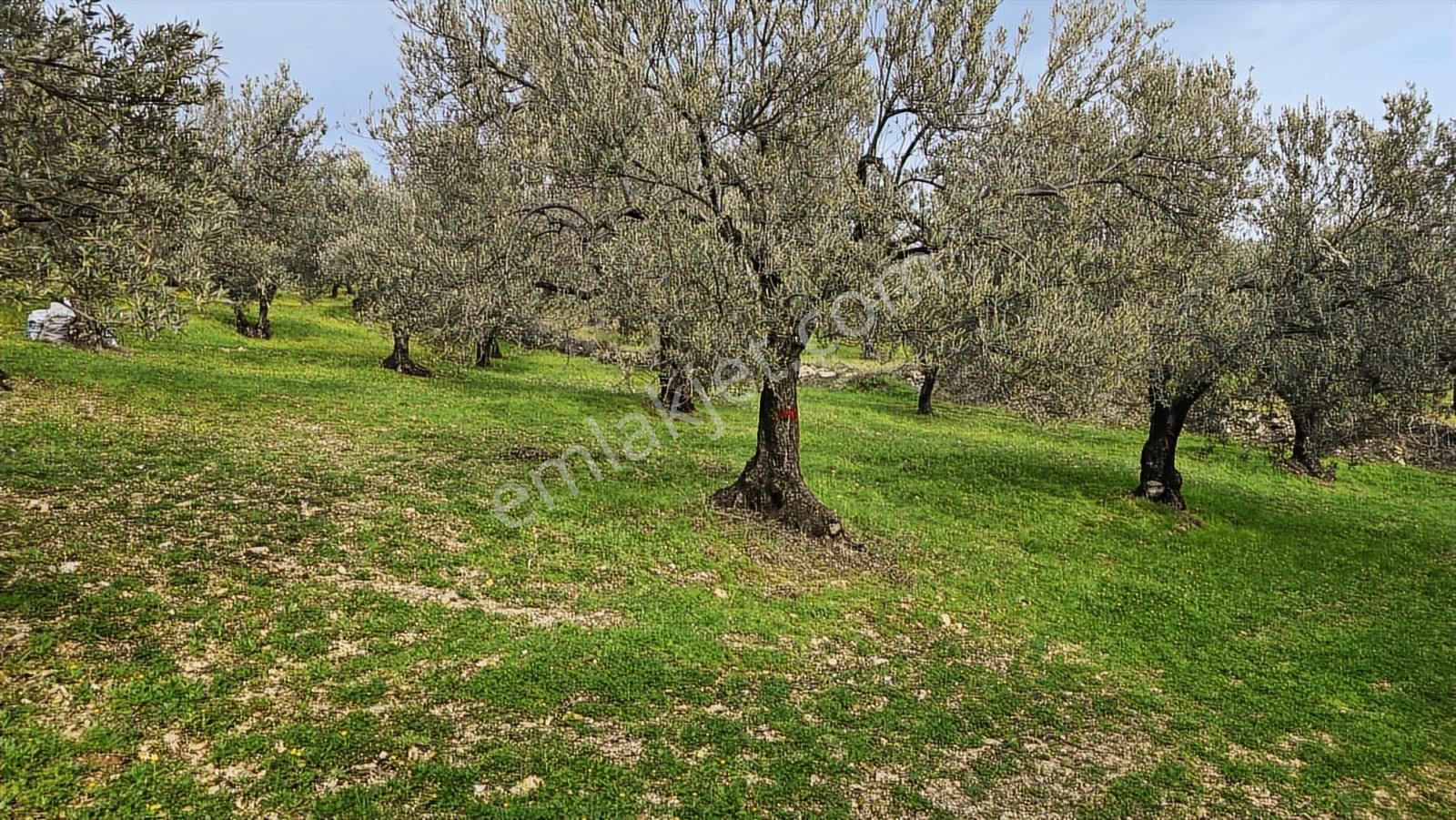 Foça Gerenköy'de Satılık Hisseli Zeytinli Tarla - Görsel 13