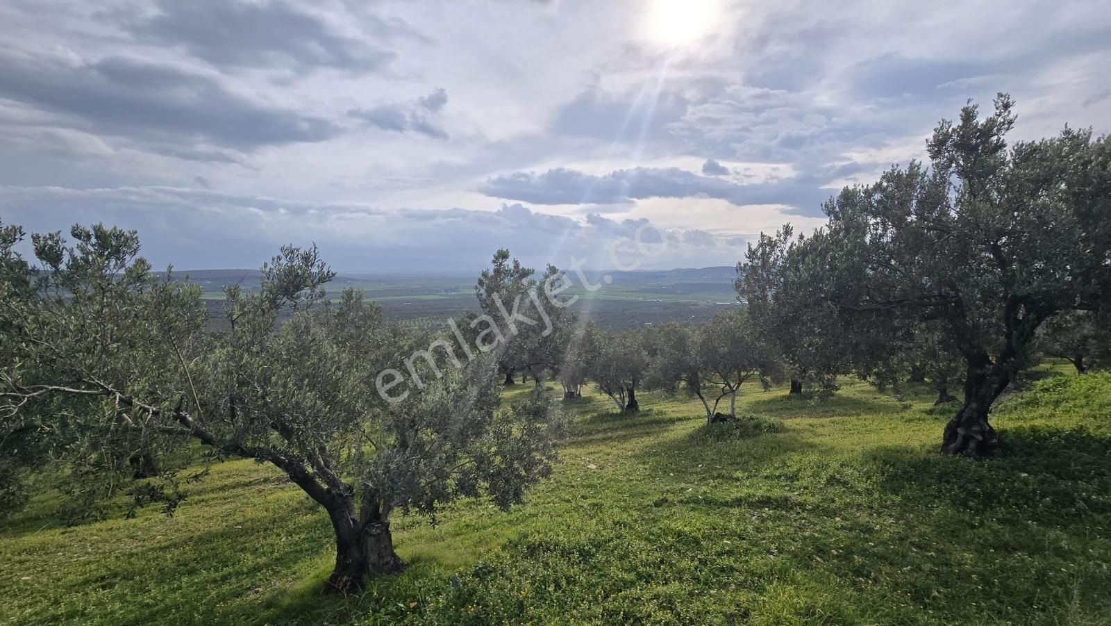 Foça Gerenköy'de Satılık Hisseli Zeytinli Tarla - Görsel 29