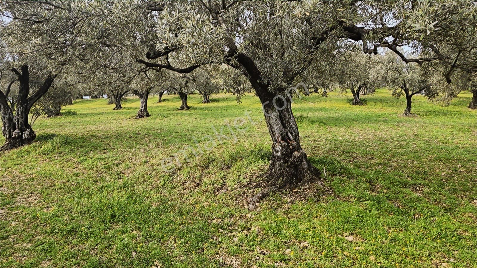 Foça Gerenköy'de Satılık Hisseli Zeytinli Tarla - Görsel 14