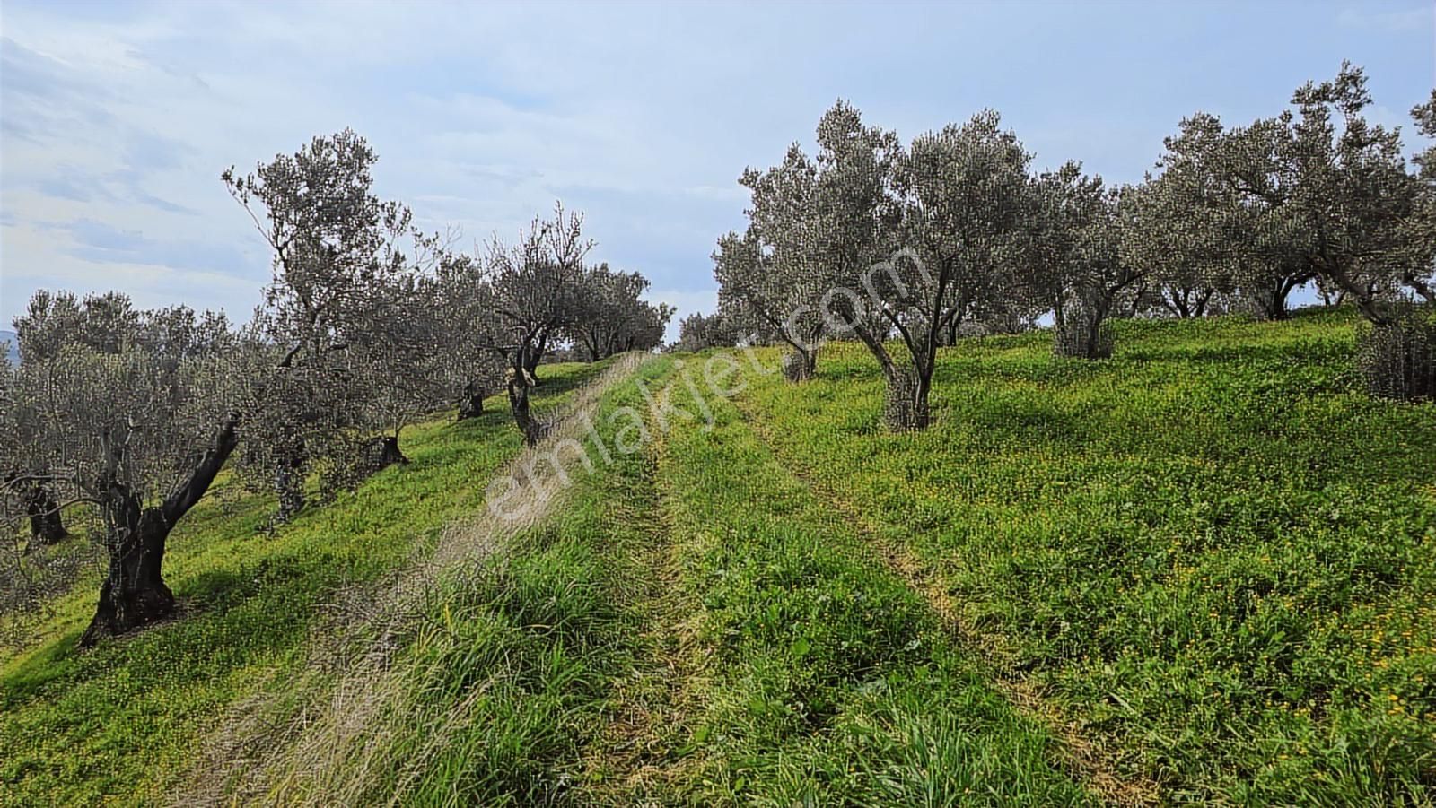 Foça Gerenköy'de Satılık Hisseli Zeytinli Tarla - Görsel 25