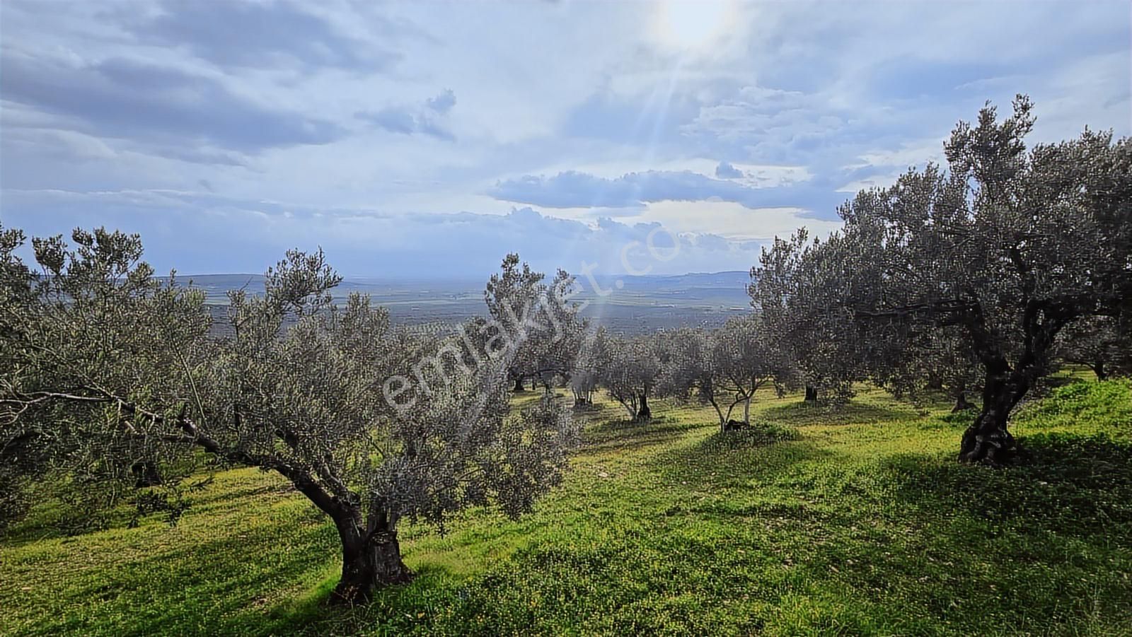 Foça Gerenköy'de Satılık Hisseli Zeytinli Tarla - Görsel 8