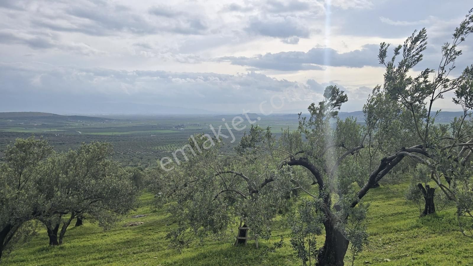 Foça Gerenköy'de Satılık Hisseli Zeytinli Tarla - Görsel 7