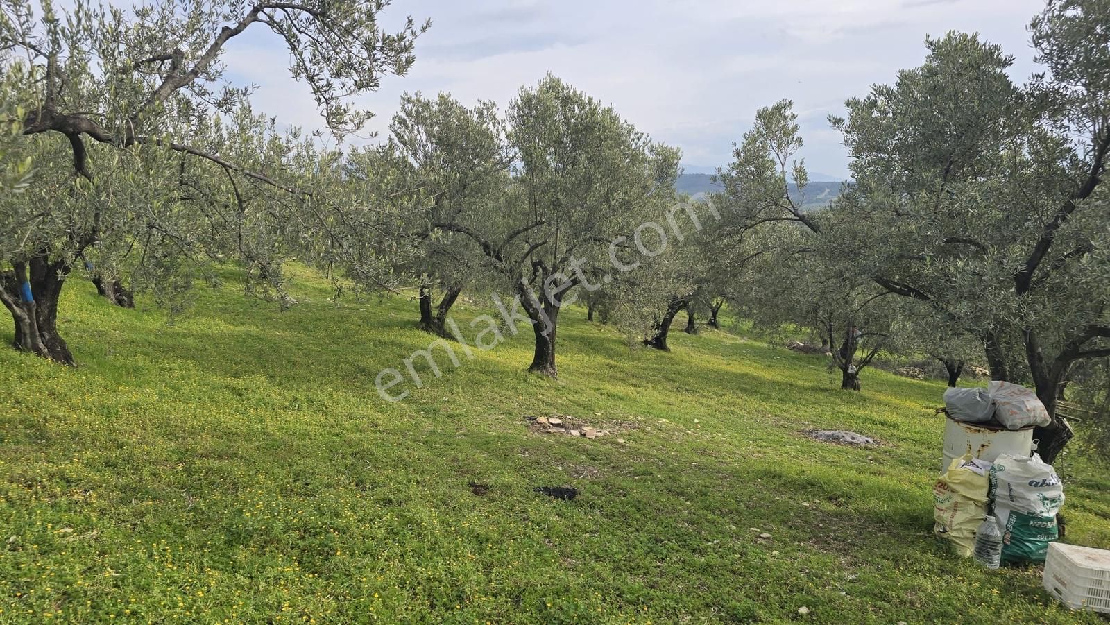Foça Gerenköy'de Satılık Hisseli Zeytinli Tarla - Görsel 30