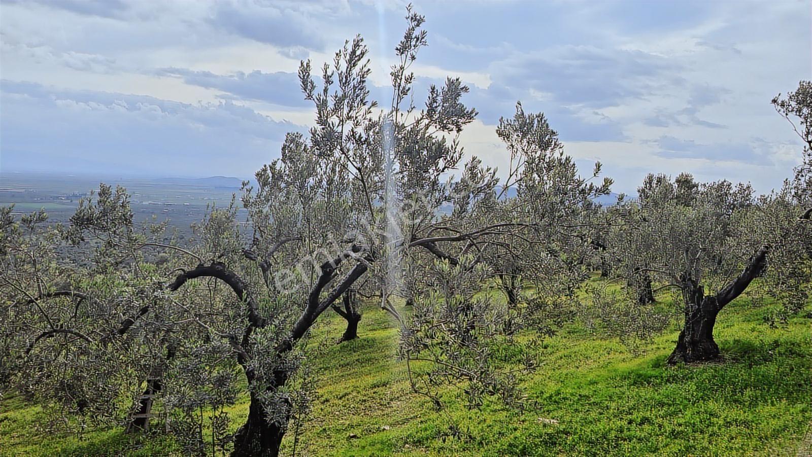 Foça Gerenköy'de Satılık Hisseli Zeytinli Tarla - Görsel 35
