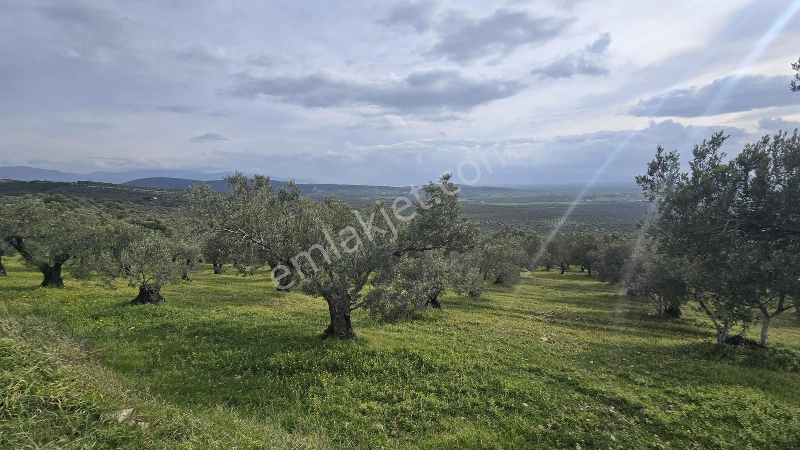 Foça Gerenköy'de Satılık Hisseli Zeytinli Tarla - Görsel 2