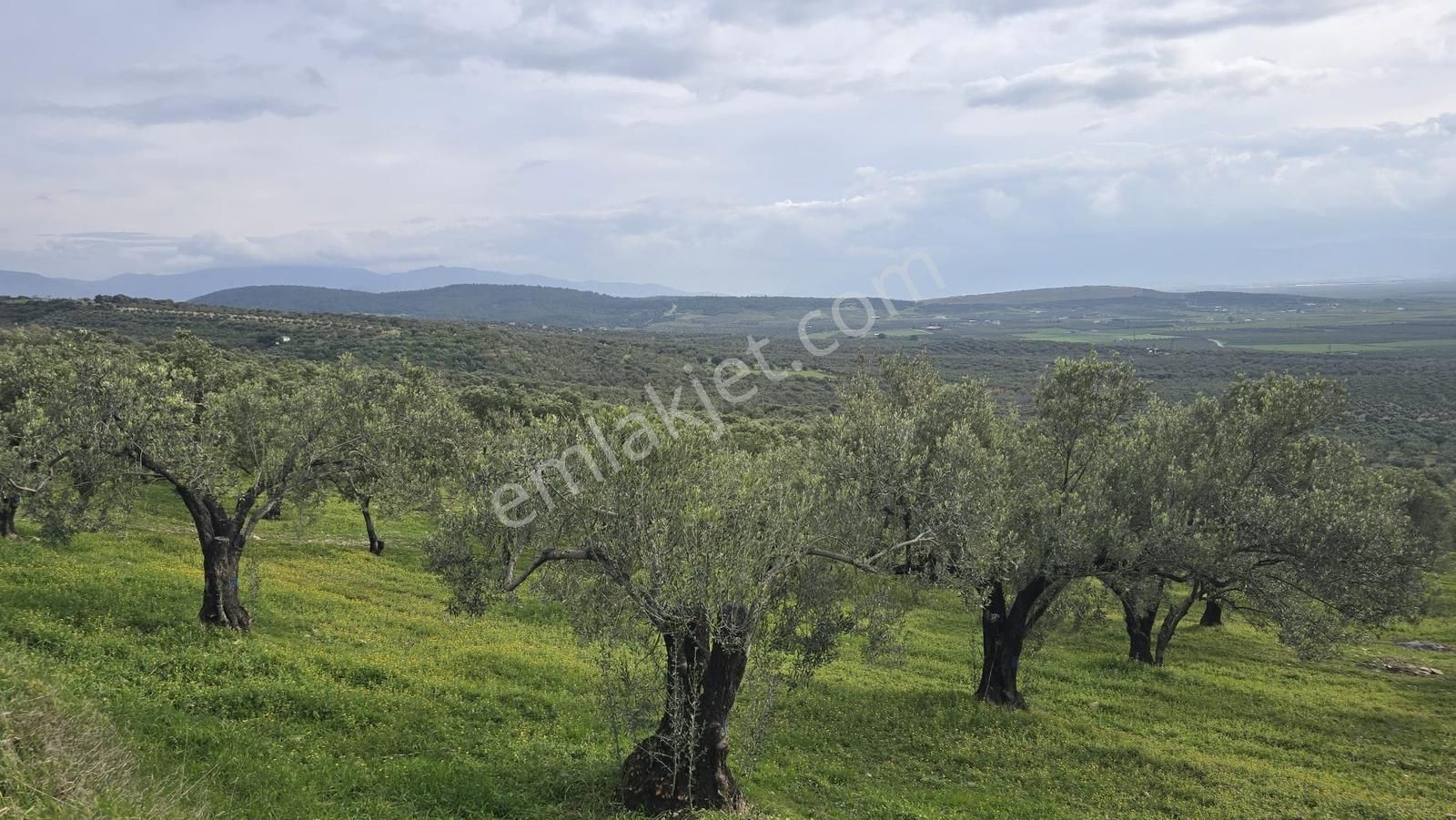 Foça Gerenköy'de Satılık Hisseli Zeytinli Tarla - Görsel 26