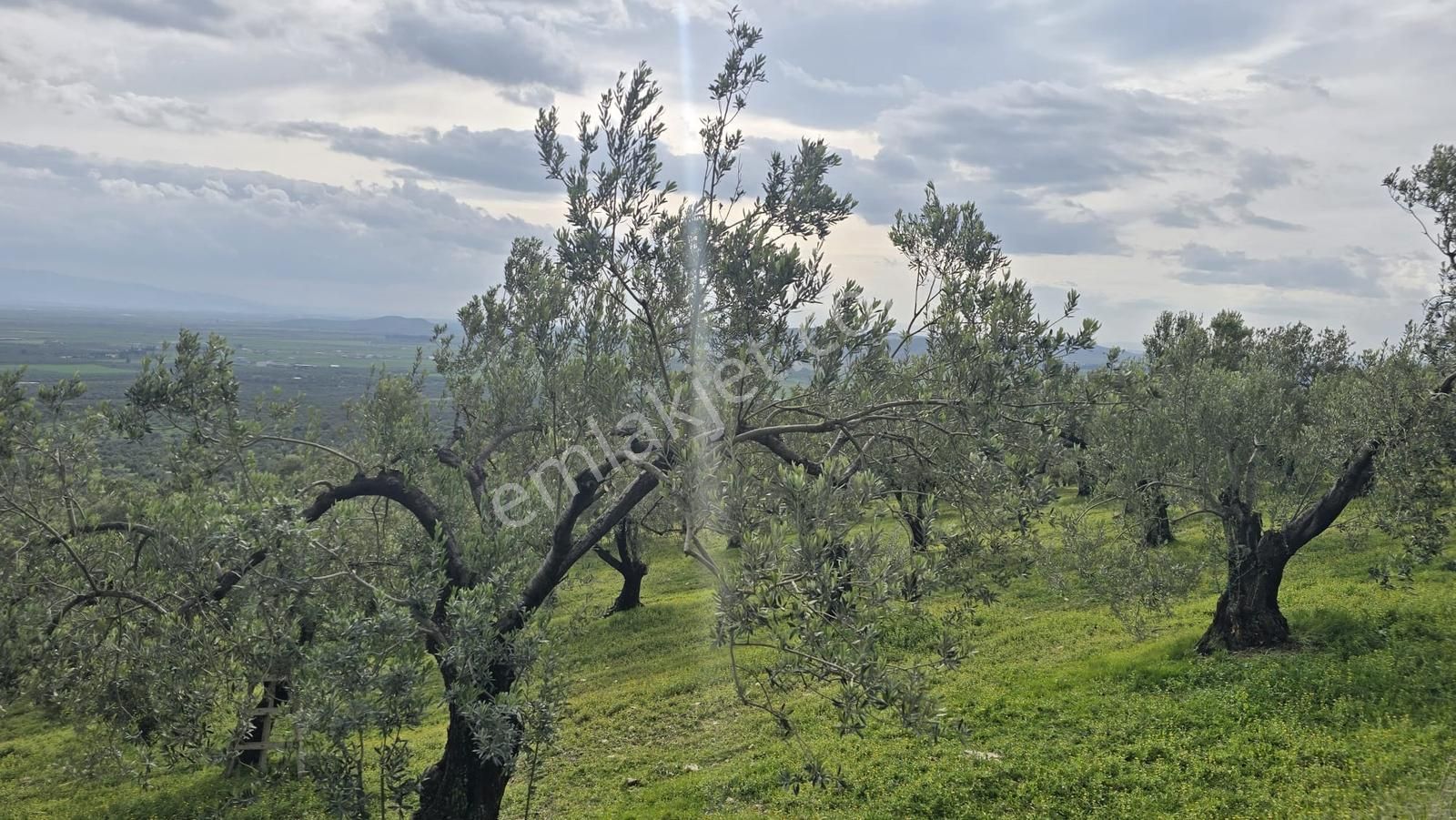 Foça Gerenköy'de Satılık Hisseli Zeytinli Tarla - Görsel 28