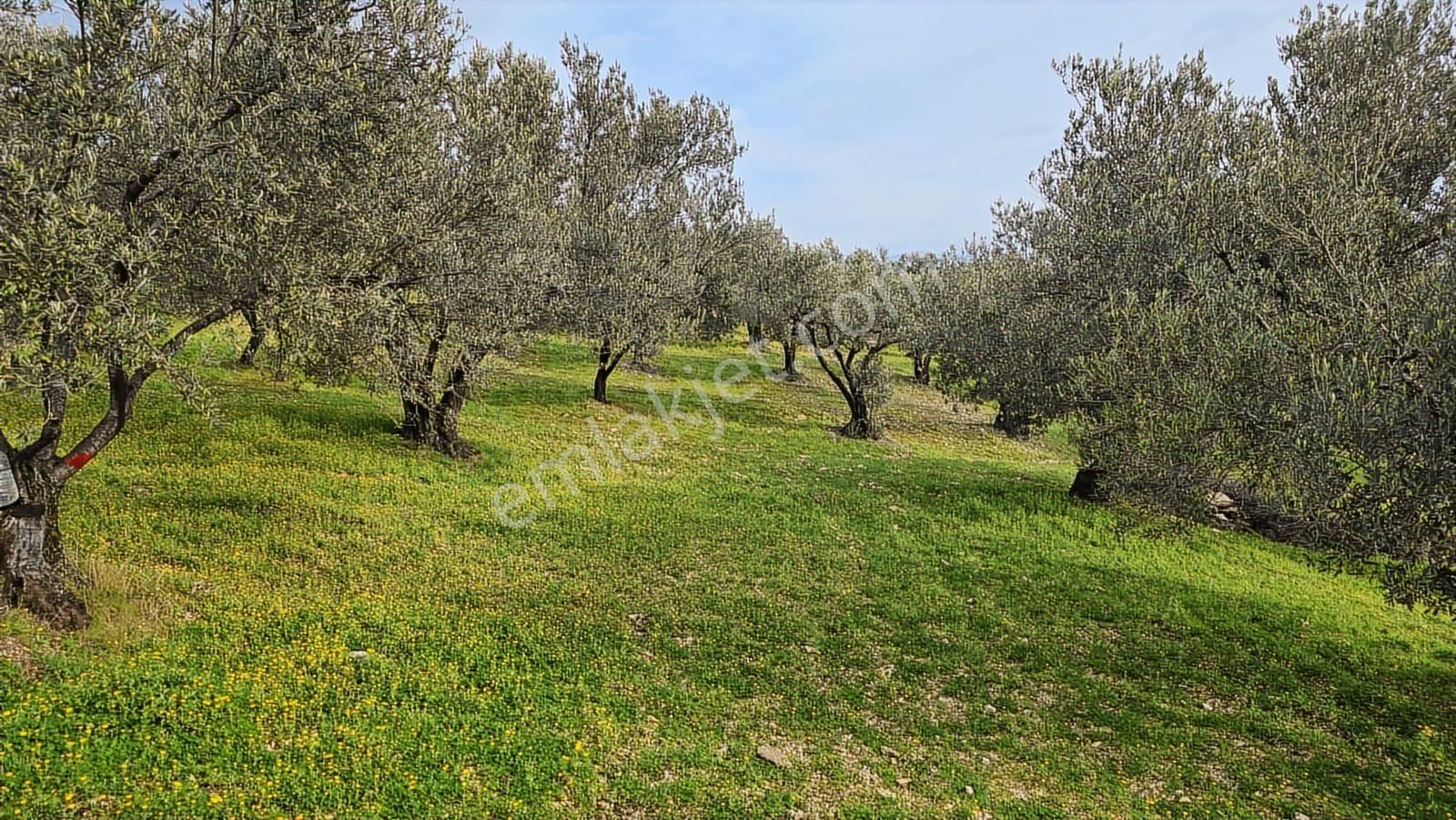 Foça Gerenköy'de Satılık Hisseli Zeytinli Tarla - Görsel 21