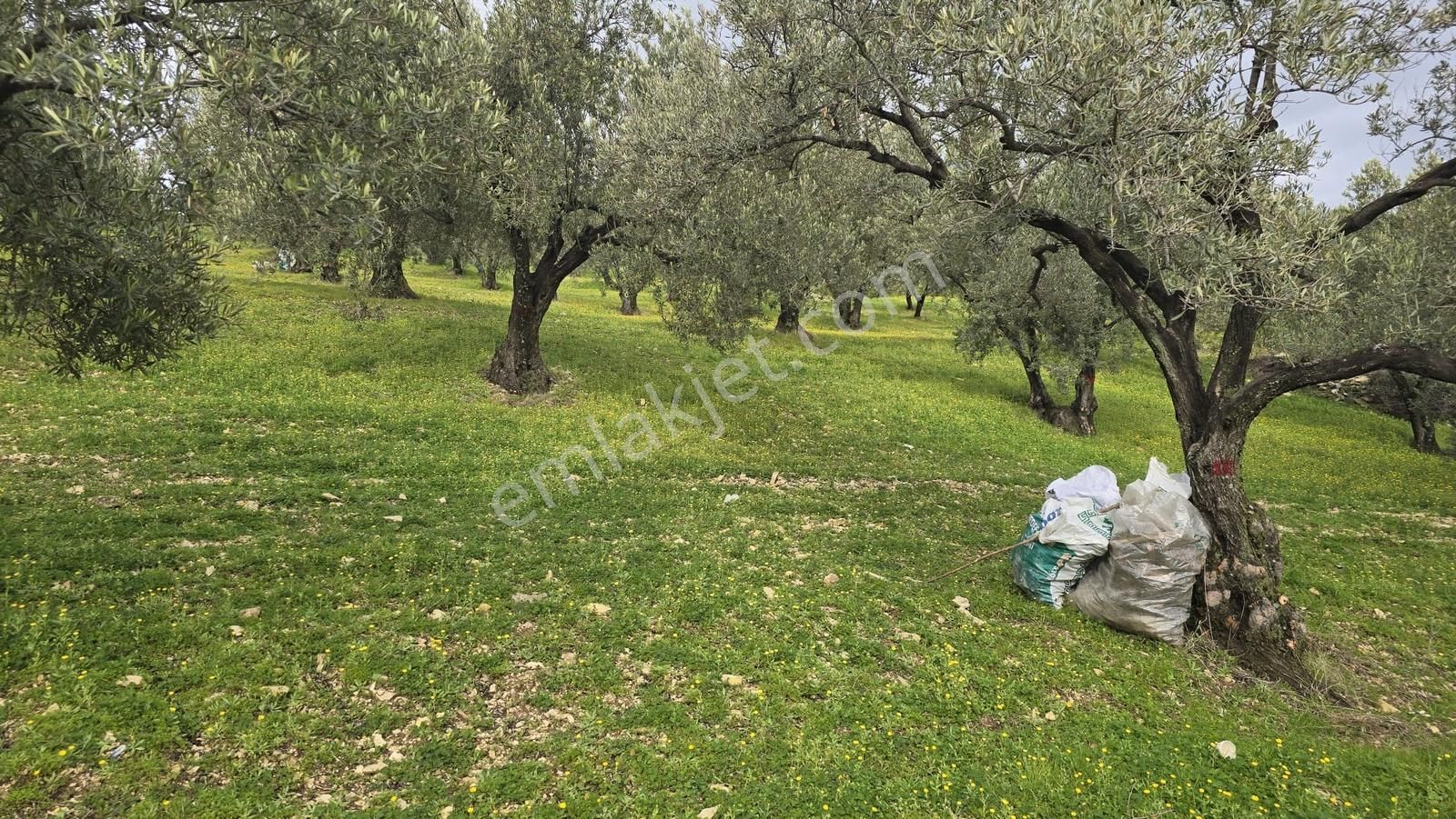 Foça Gerenköy'de Satılık Hisseli Zeytinli Tarla - Görsel 5