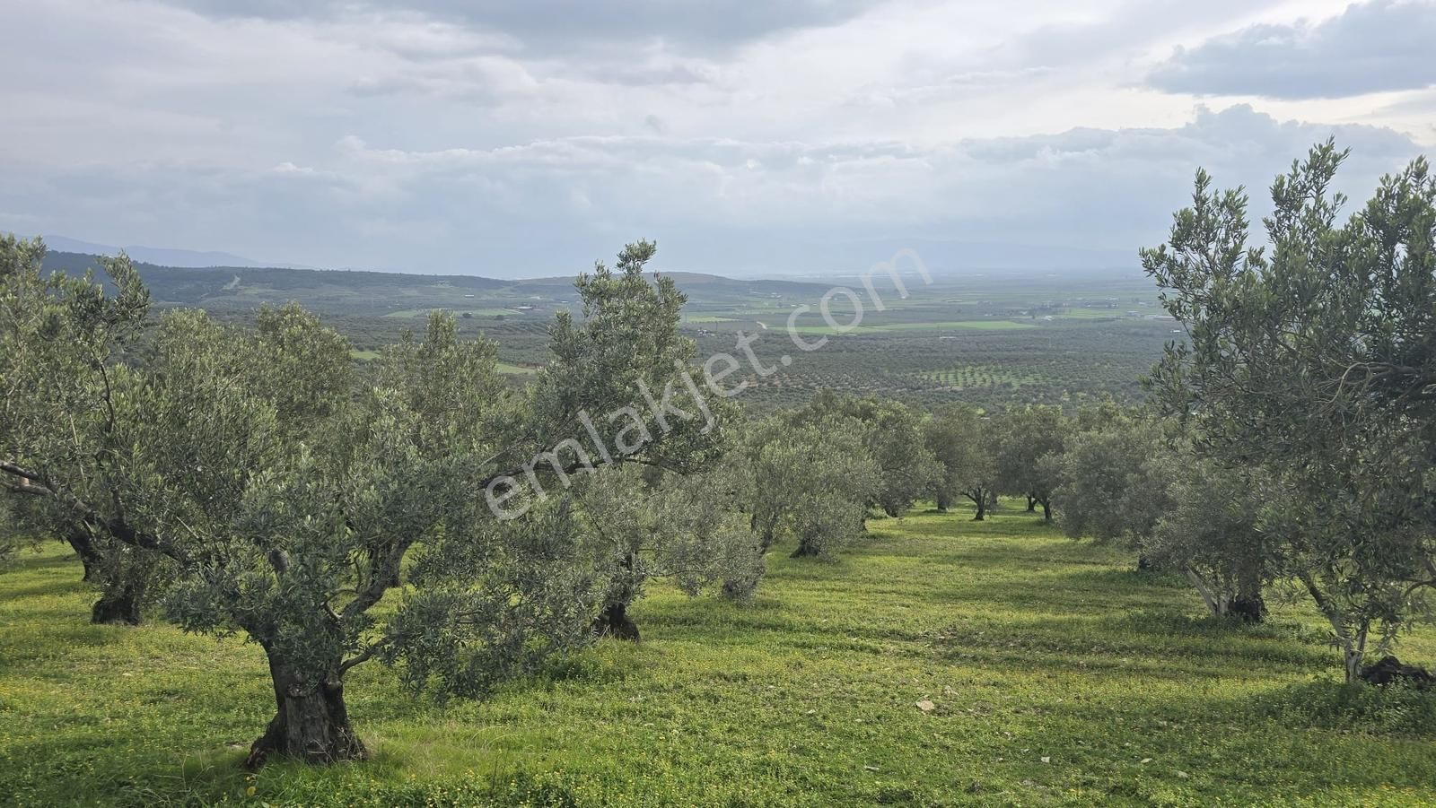 Foça Gerenköy'de Satılık Hisseli Zeytinli Tarla - Görsel 9