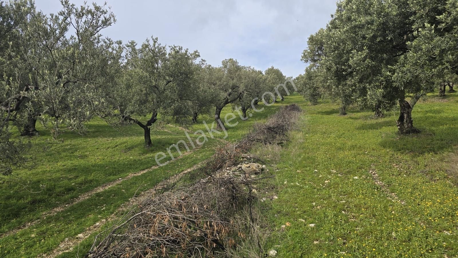 Foça Gerenköy'de Satılık Hisseli Zeytinli Tarla - Görsel 4