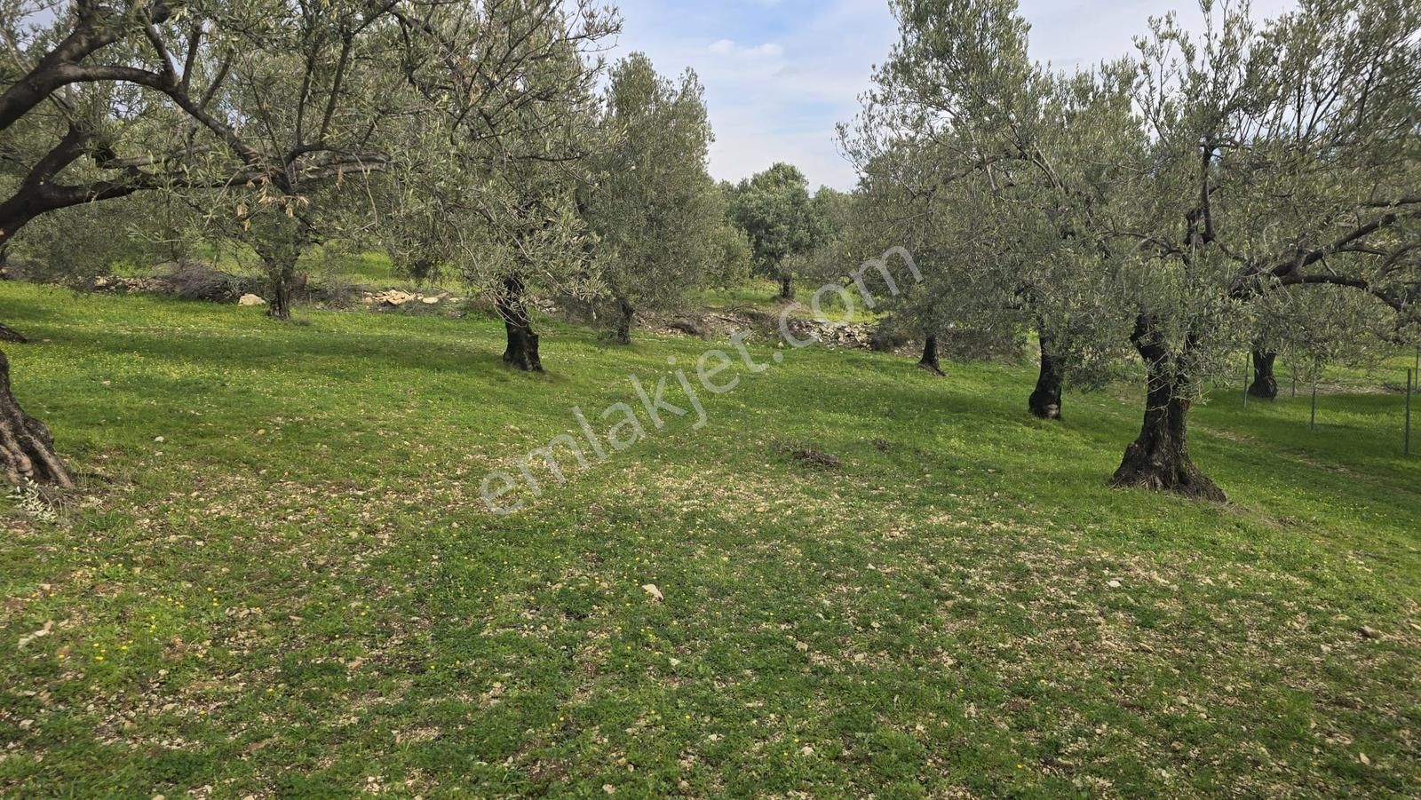 Foça Gerenköy'de Satılık Hisseli Zeytinli Tarla - Görsel 20