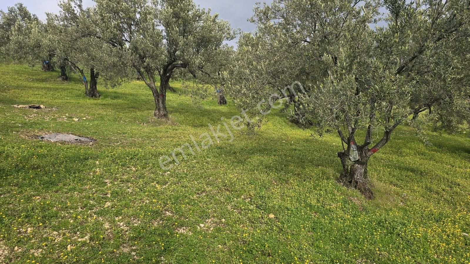 Foça Gerenköy'de Satılık Hisseli Zeytinli Tarla - Görsel 11