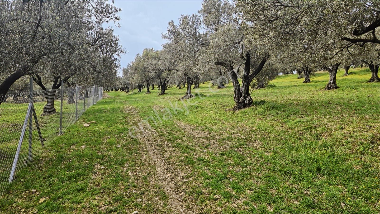 Foça Gerenköy'de Satılık Hisseli Zeytinli Tarla
