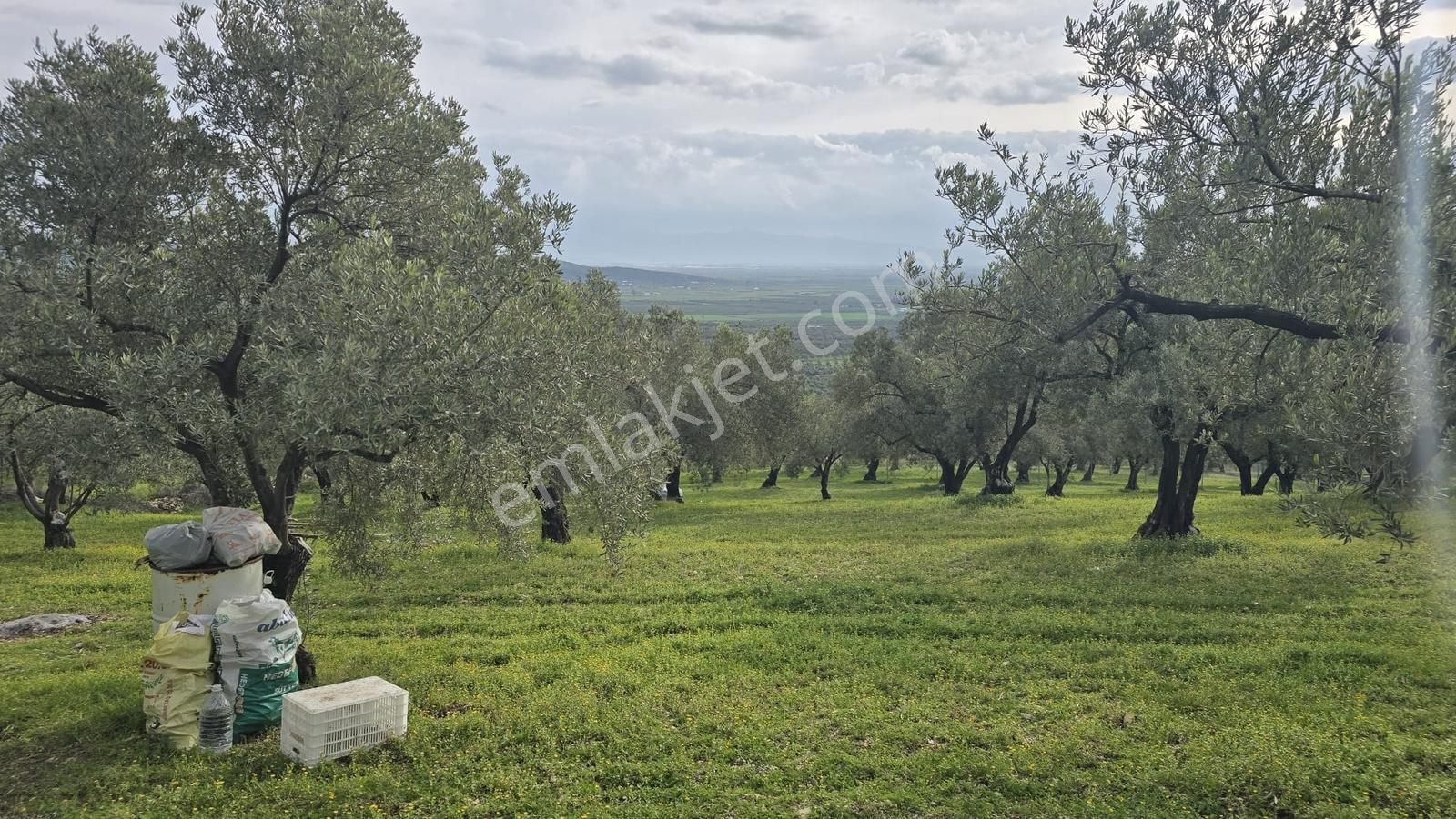 Foça Gerenköy'de Satılık Hisseli Zeytinli Tarla - Görsel 24
