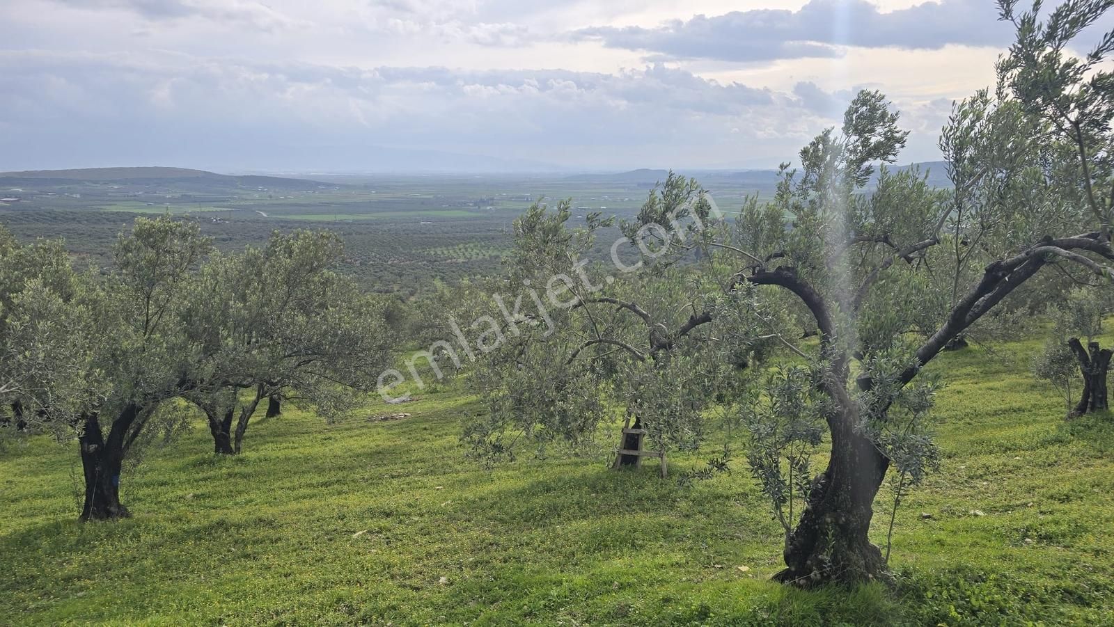 Foça Gerenköy'de Satılık Hisseli Zeytinli Tarla - Görsel 33