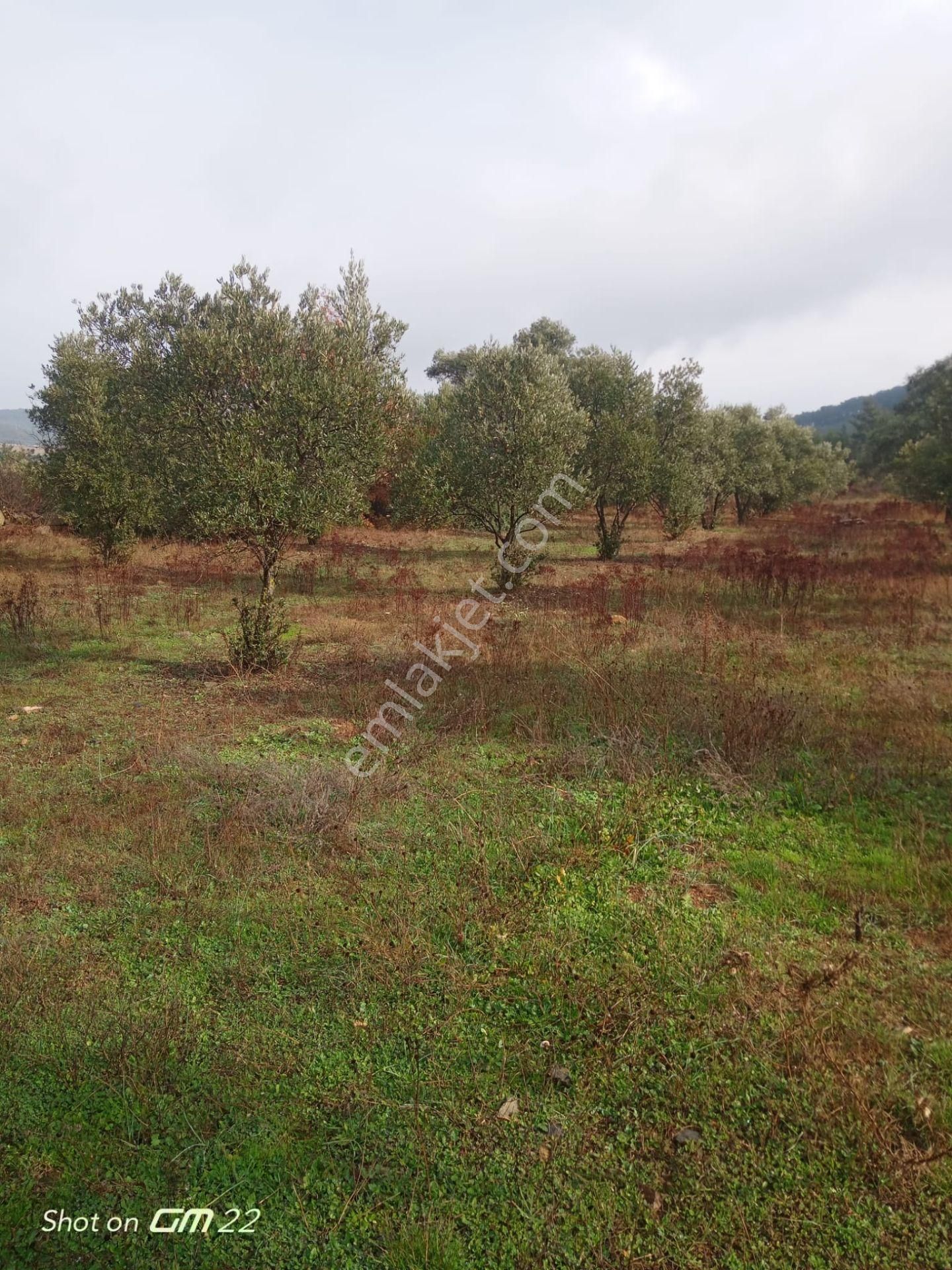 Muğla Yatağan Bencik'te Satılık Tarla-zeytinlik-çiftlik - Görsel 2