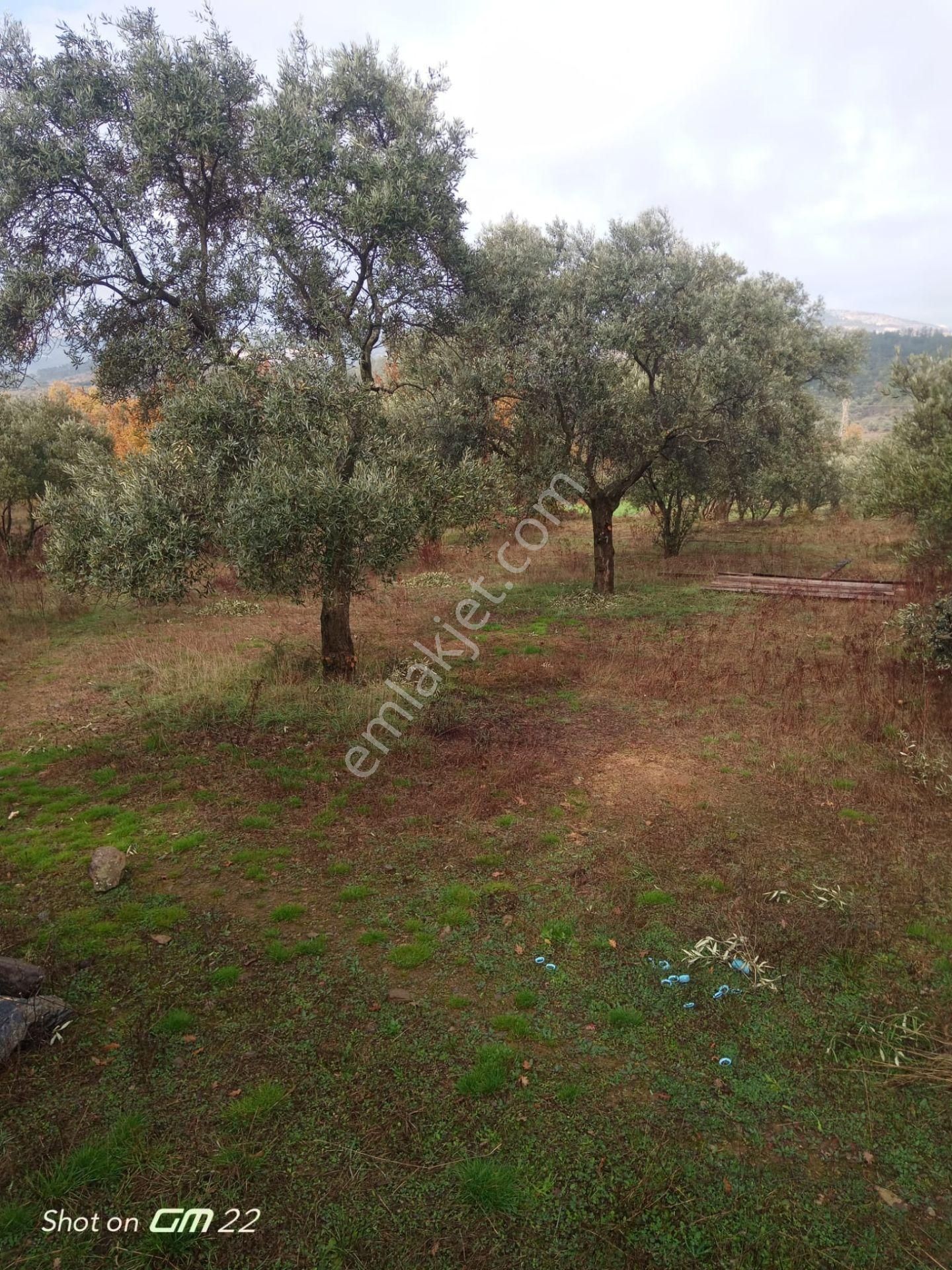 Muğla Yatağan Bencik'te Satılık Tarla-zeytinlik-çiftlik - Görsel 3