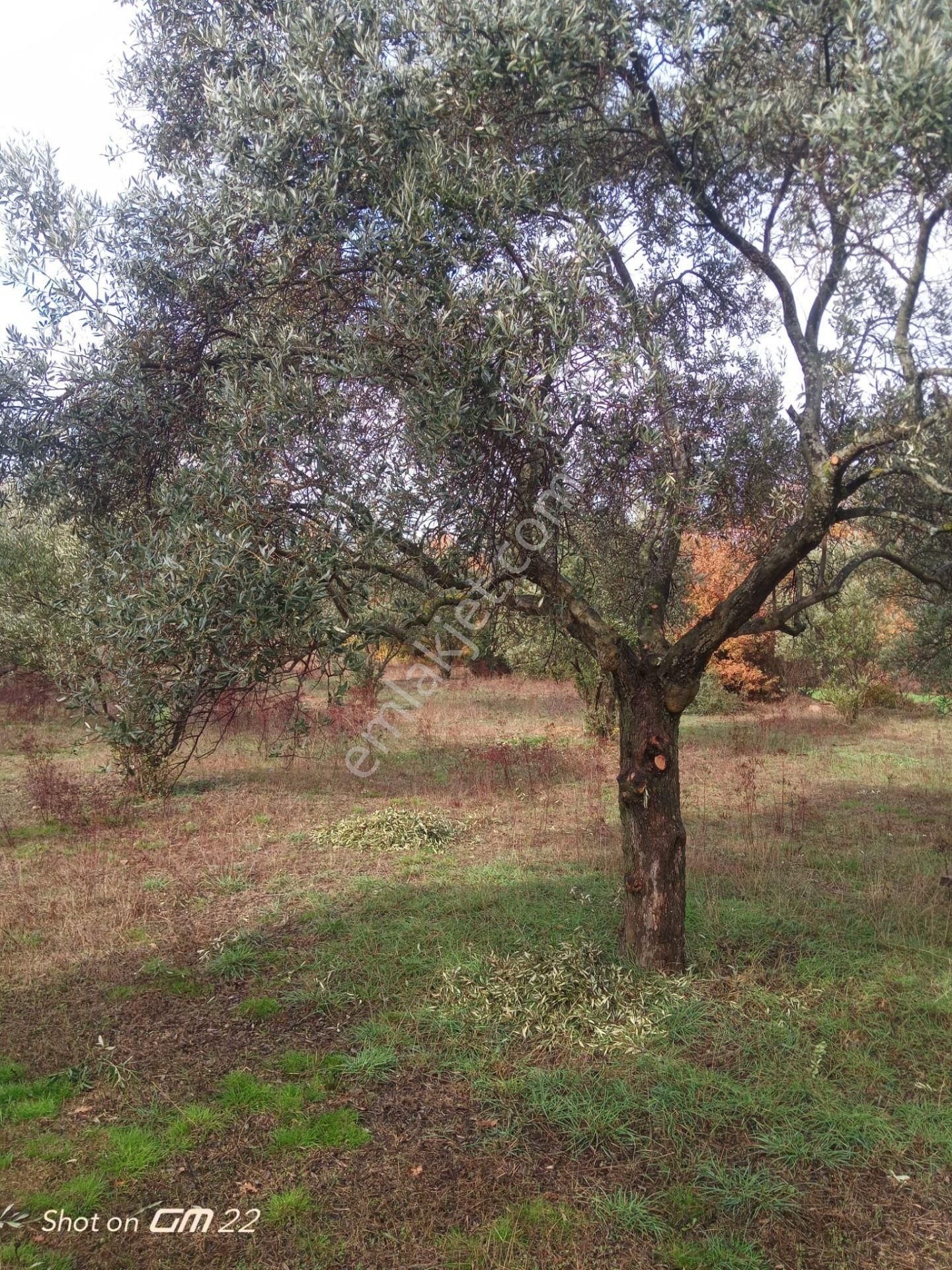 Muğla Yatağan Bencik'te Satılık Tarla-zeytinlik-çiftlik - Görsel 4
