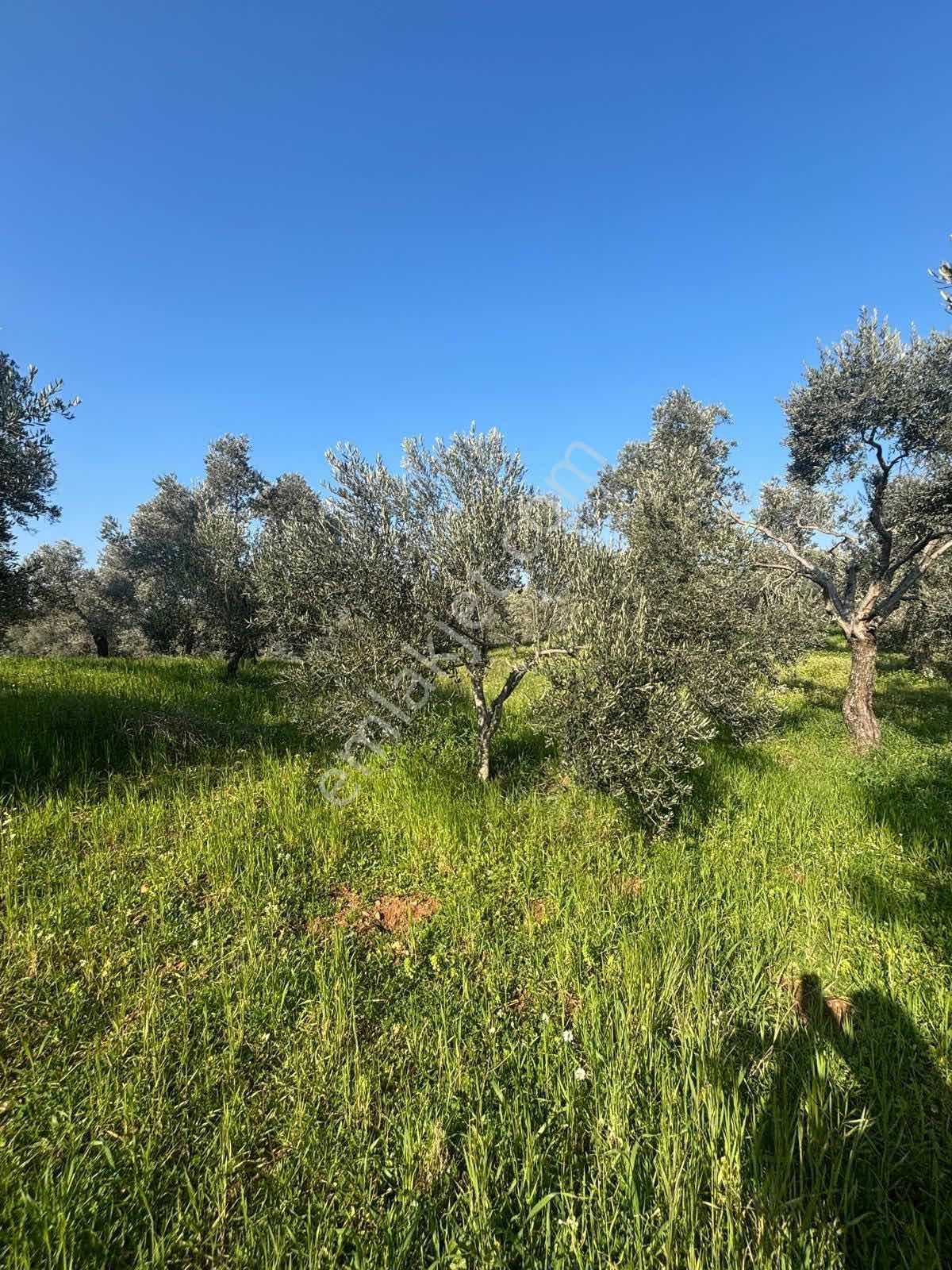 Germencik'te Satılık İncir Bahçesi - Görsel 5