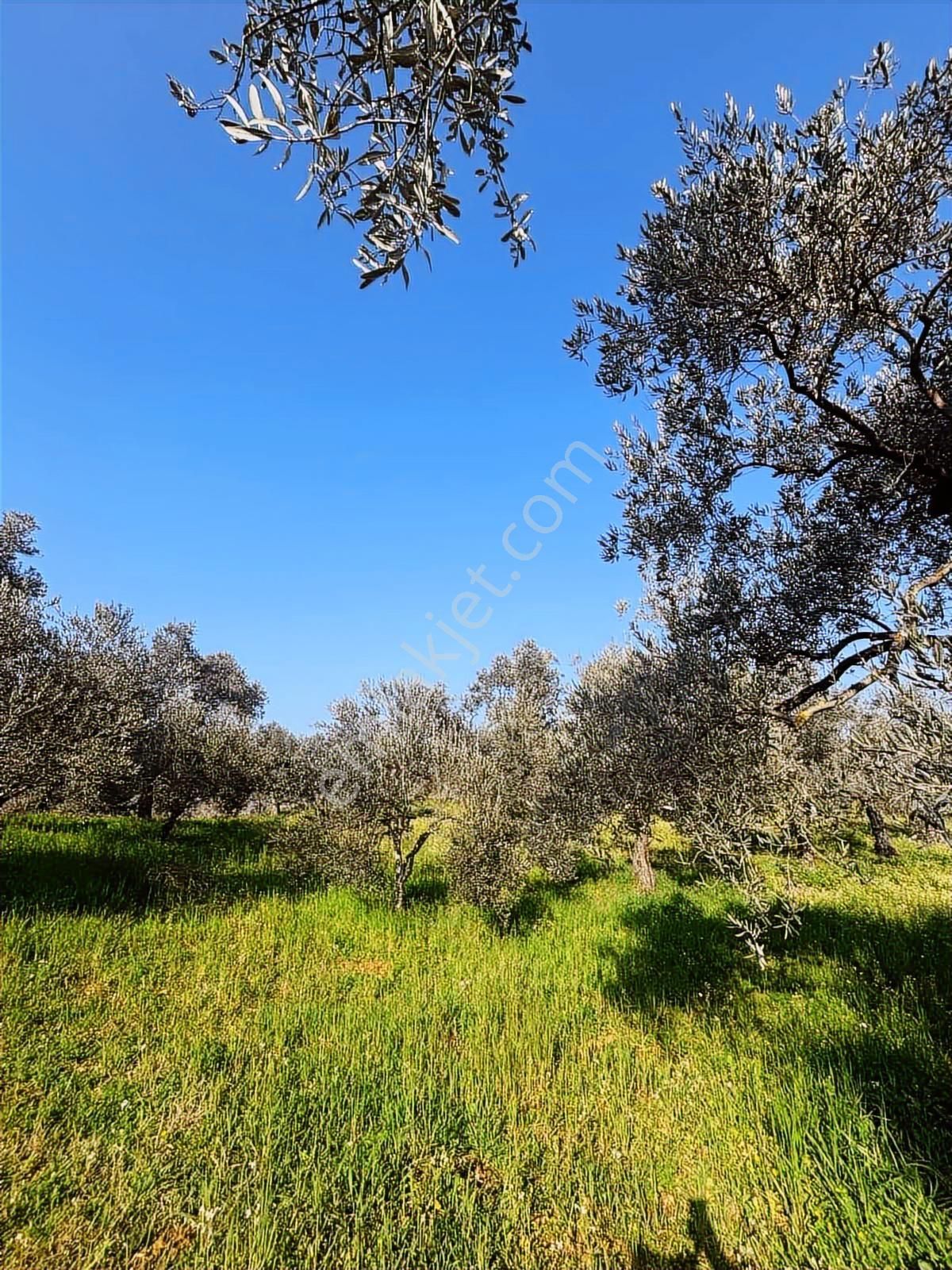 Germencik'te Satılık İncir Bahçesi - Görsel 11