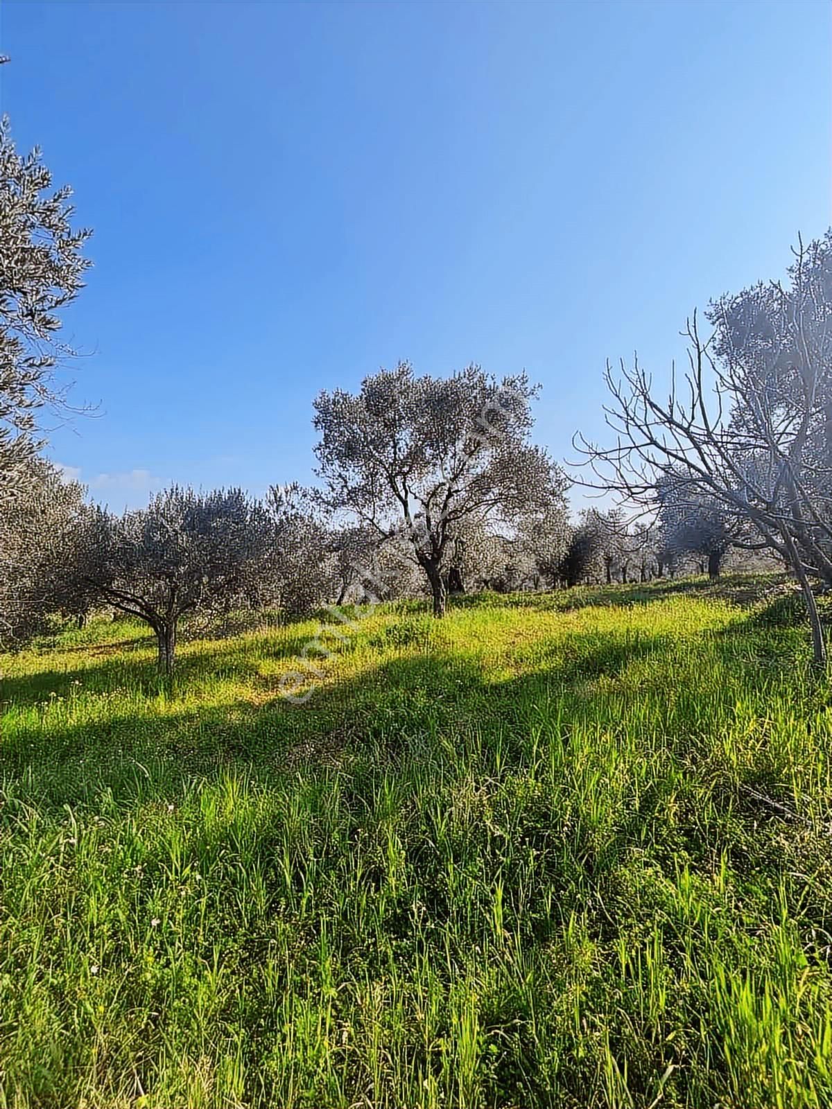 Germencik'te Satılık İncir Bahçesi - Görsel 9
