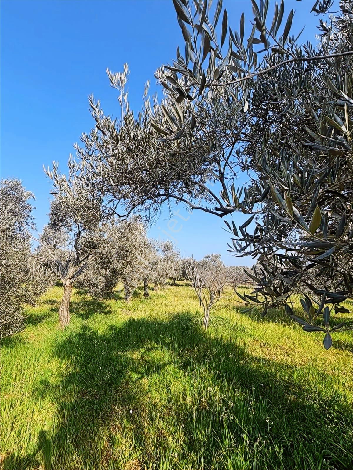 Germencik'te Satılık İncir Bahçesi - Görsel 4