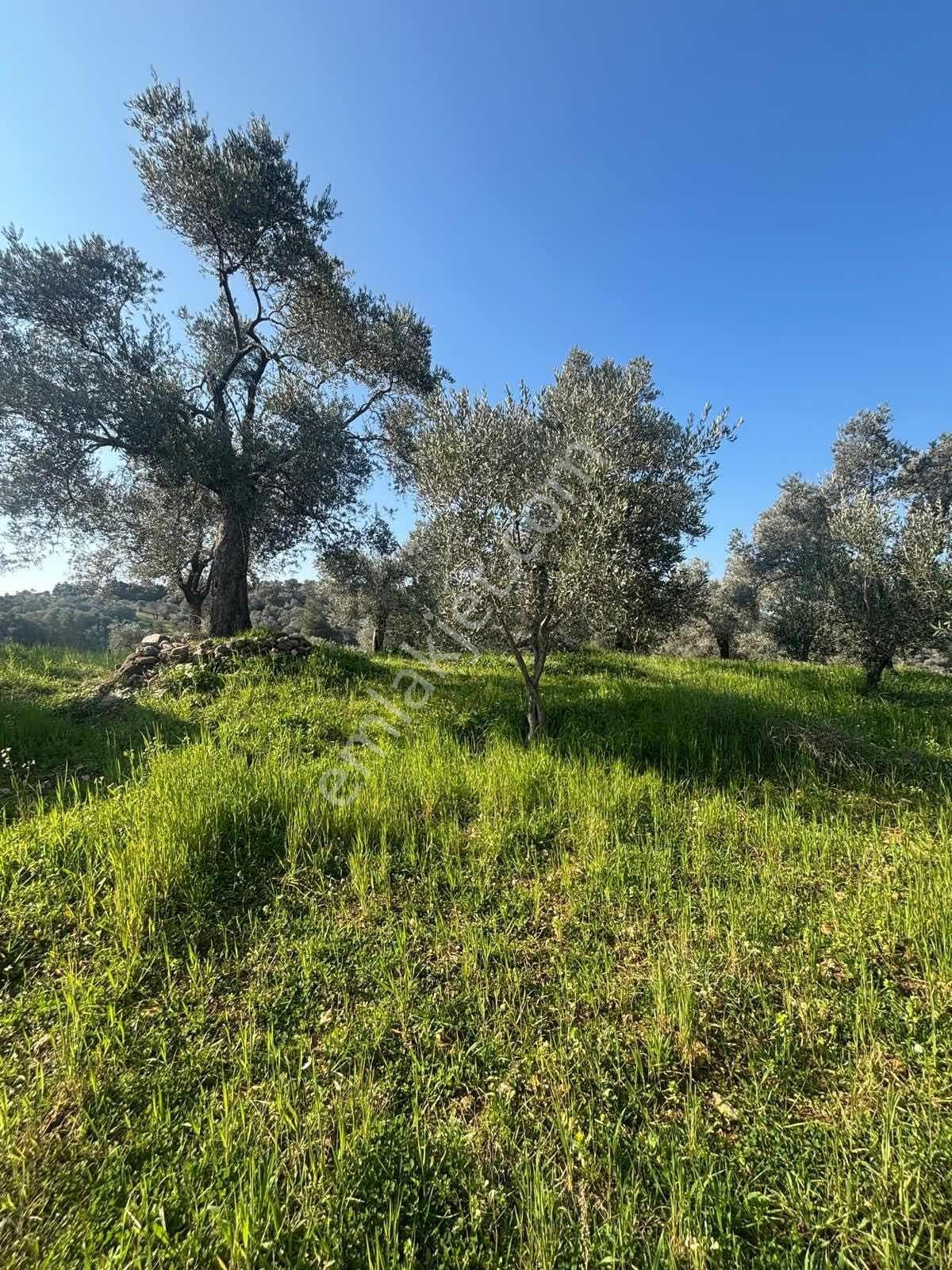 Germencik'te Satılık İncir Bahçesi - Görsel 2