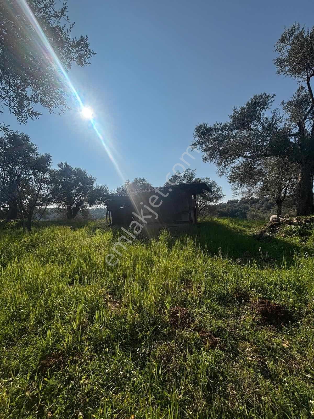 Germencik'te Satılık İncir Bahçesi - Görsel 12