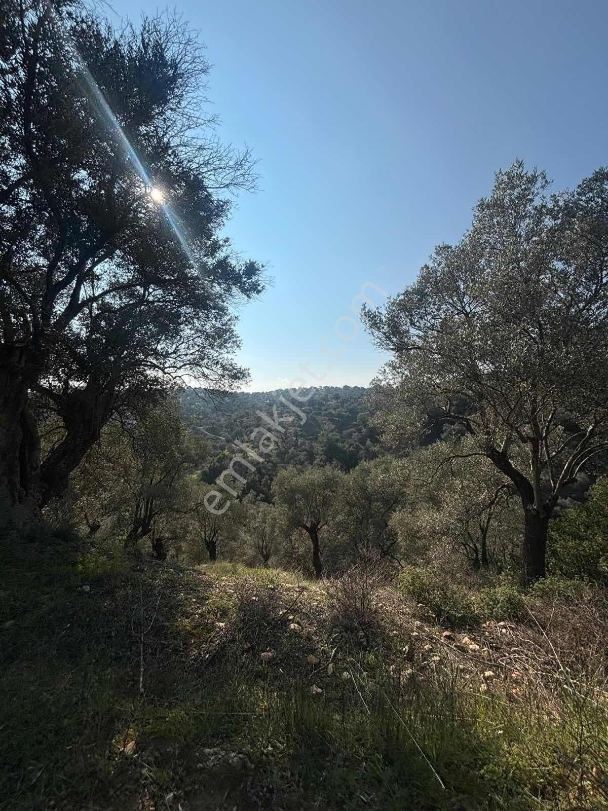 Germencik'te Satılık İncir Bahçesi - Görsel 14