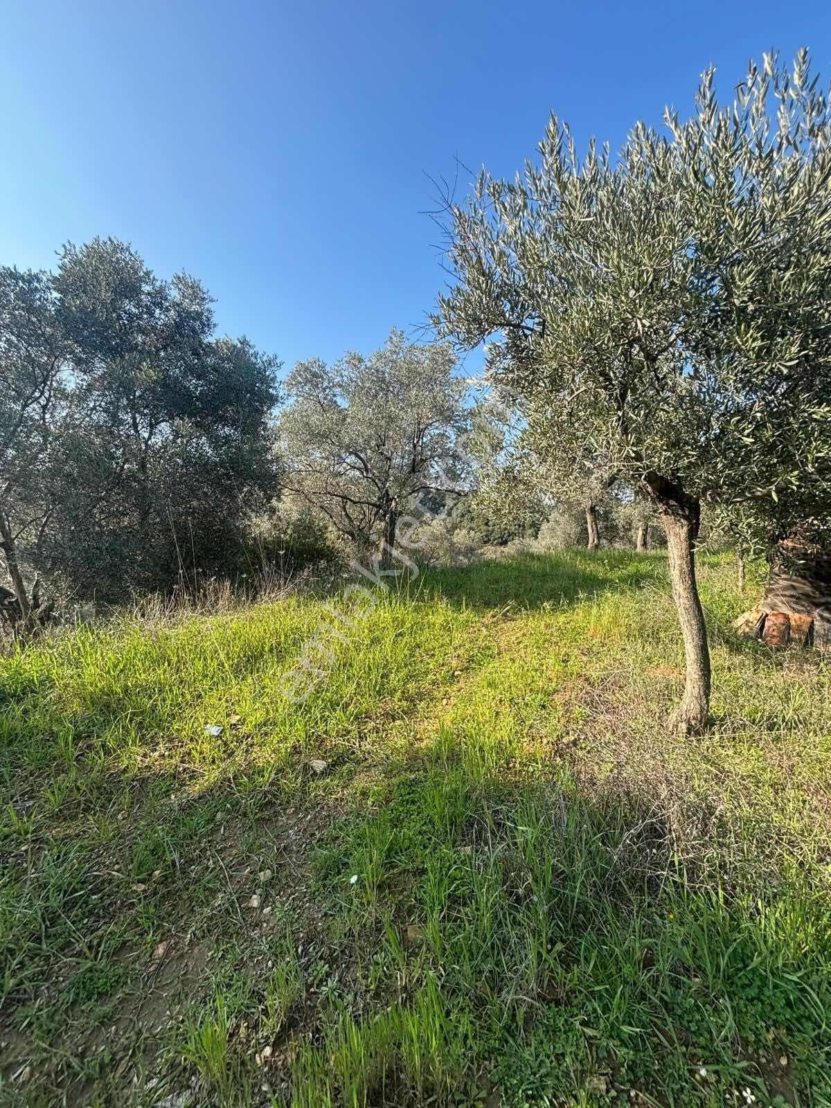 Germencik'te Satılık İncir Bahçesi - Görsel 10