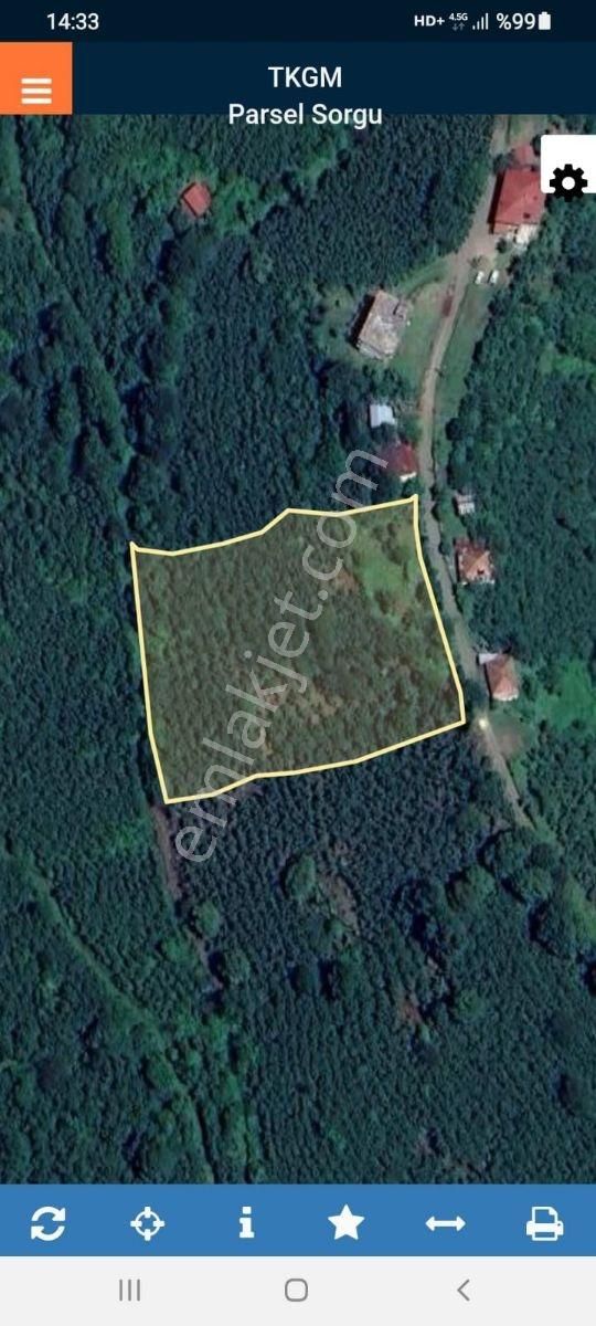 Terme De Satılık Fındık Bahçesi