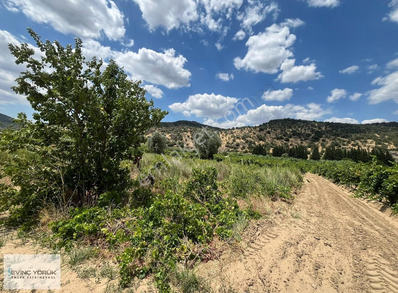 Menemen Bağcılar'da Manisa Asfaltına 100 Metre Uzaklıkta Tarla - Görsel 12