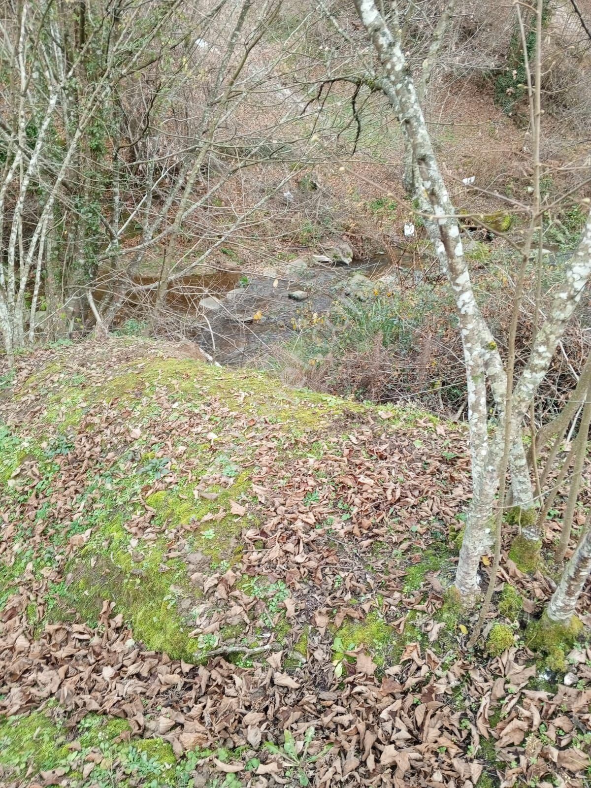 'sakarya Kocaali Koğukpelit 9366 M2 Satılık Fındık Bahçesi' - Görsel 5