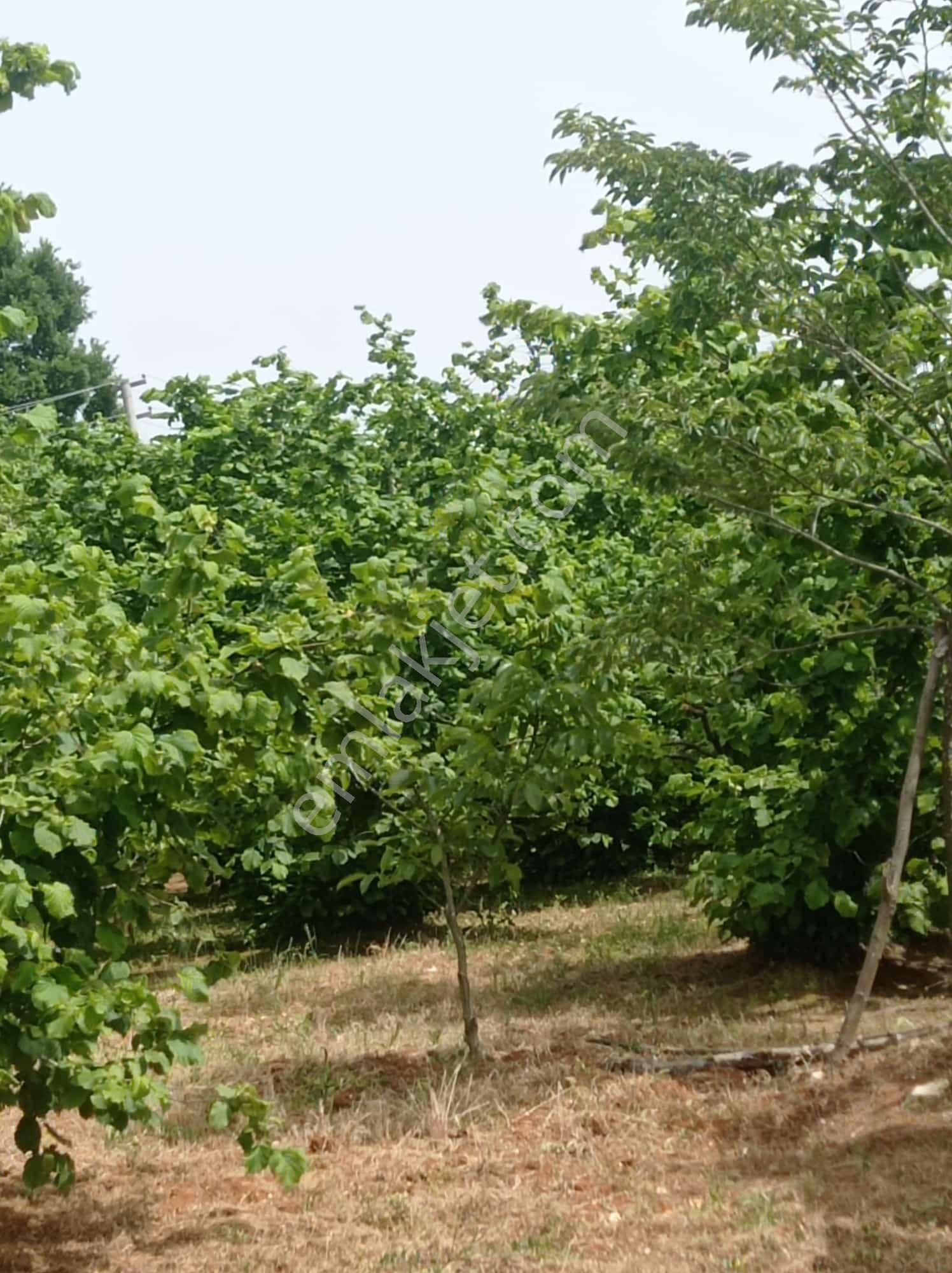 'sakarya Kocaali Koğukpelit 9366 M2 Satılık Fındık Bahçesi' - Görsel 7