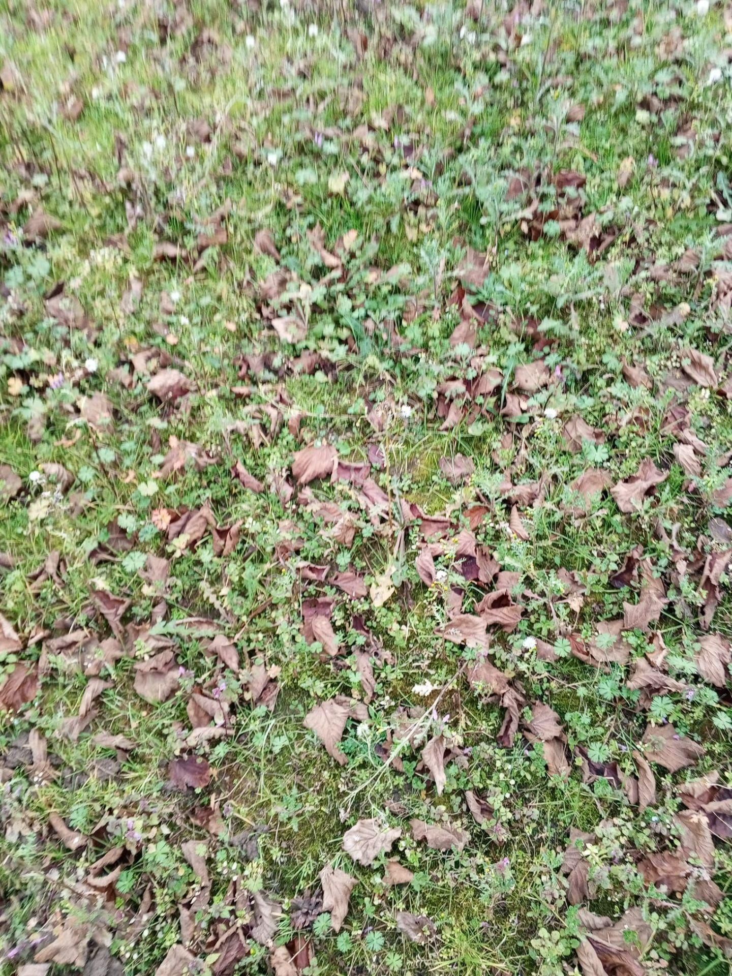 'sakarya Kocaali Koğukpelit 9366 M2 Satılık Fındık Bahçesi' - Görsel 6