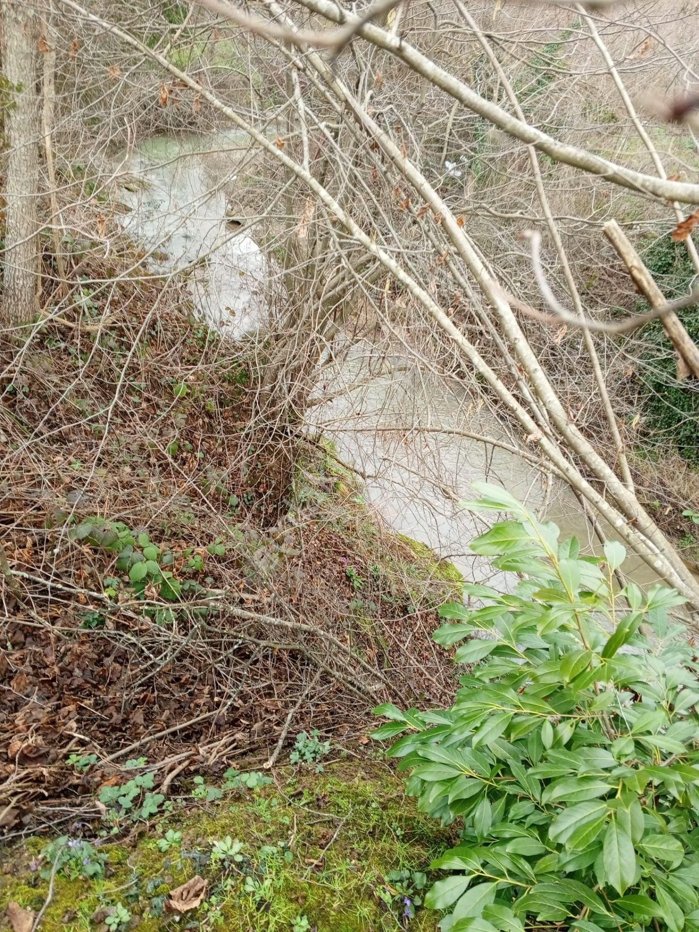 'sakarya Kocaali Koğukpelit 9366 M2 Satılık Fındık Bahçesi' - Görsel 4