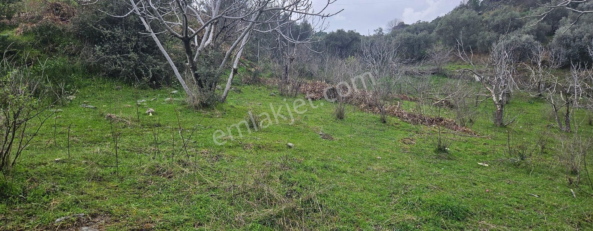 Satılık Tarla 86 Dönüm 150.000.000 Tl Söke - Görsel 17