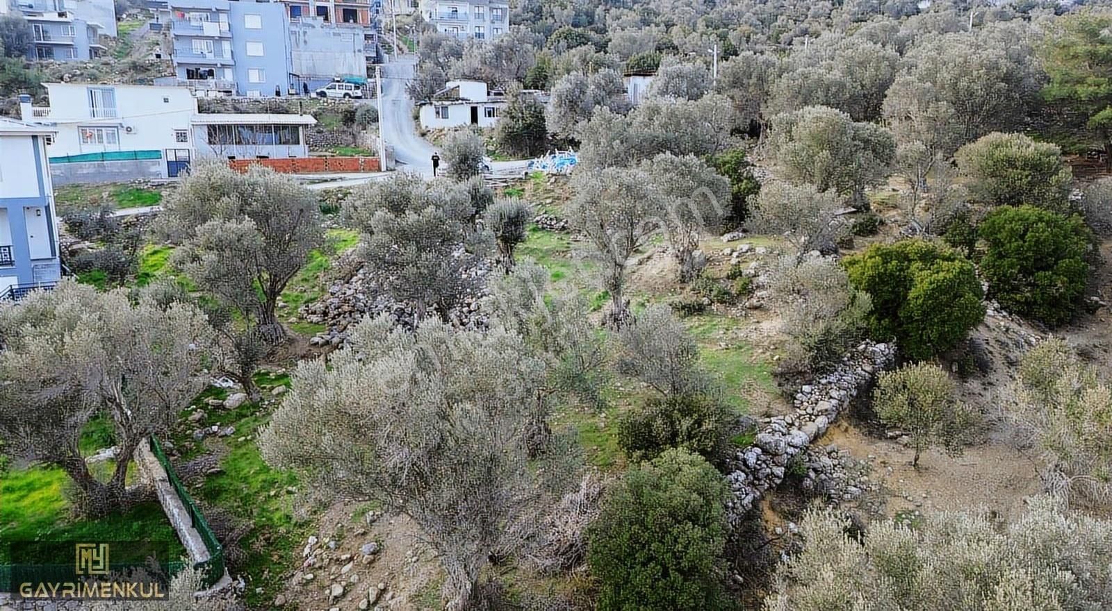 Eğridere Mahallesinin Girişinde Kadastral Yola Cepheli Parseller - Görsel 6