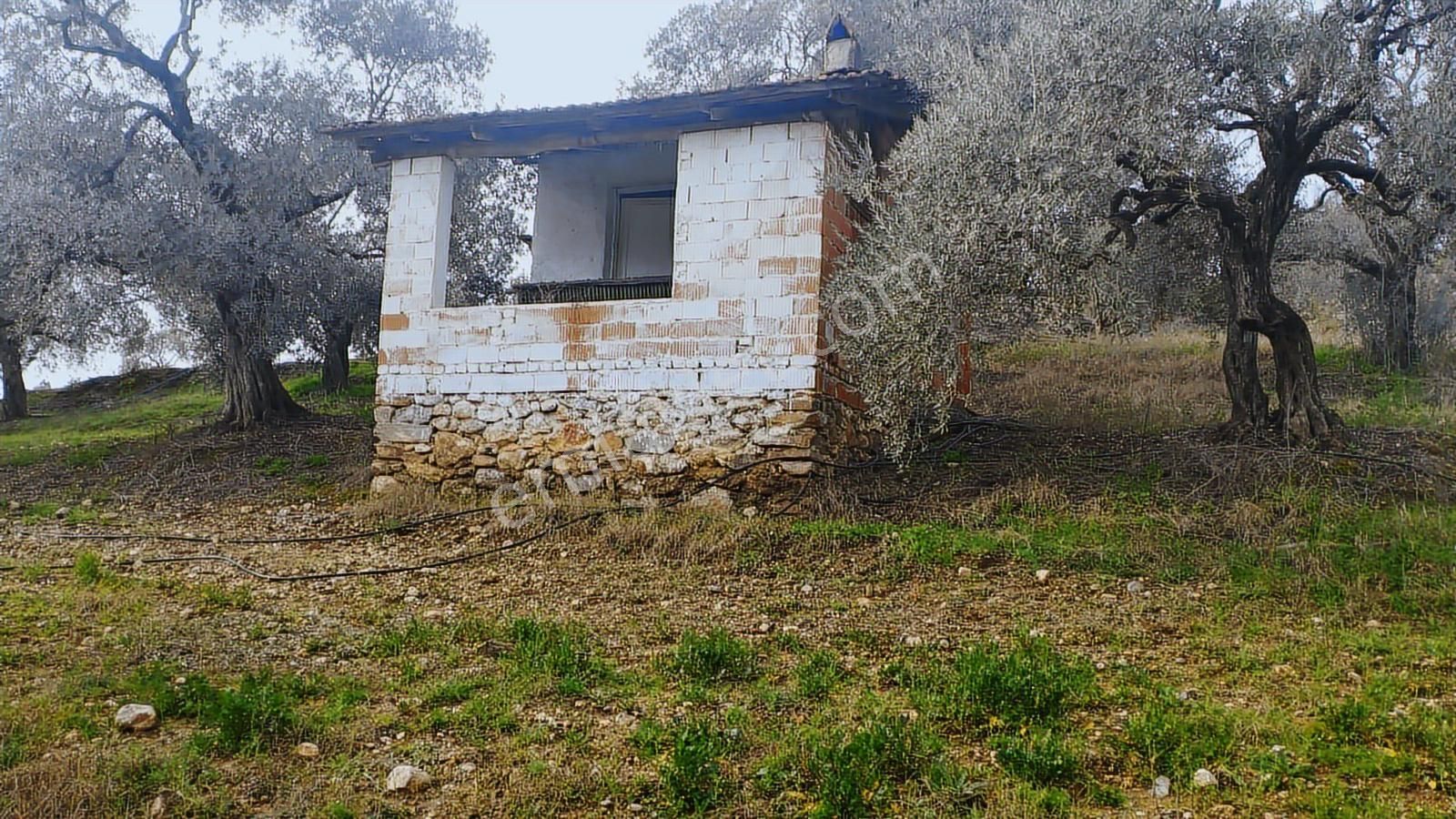 Aydın Germencik Dağyeni' Satılık 24.702 M2 İncir Bahçesi - Görsel 6