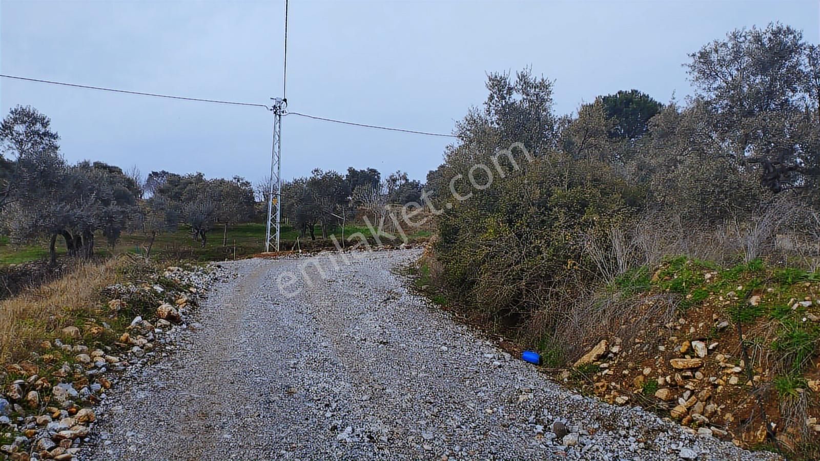 Aydın Germencik Dağyeni' Satılık 24.702 M2 İncir Bahçesi - Görsel 18