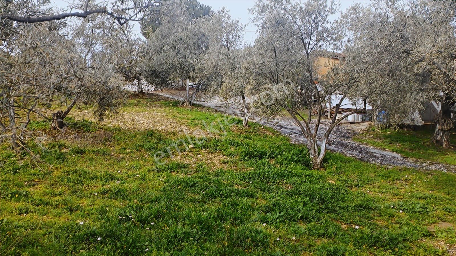 Aydın Germencik Dağyeni' Satılık 24.702 M2 İncir Bahçesi