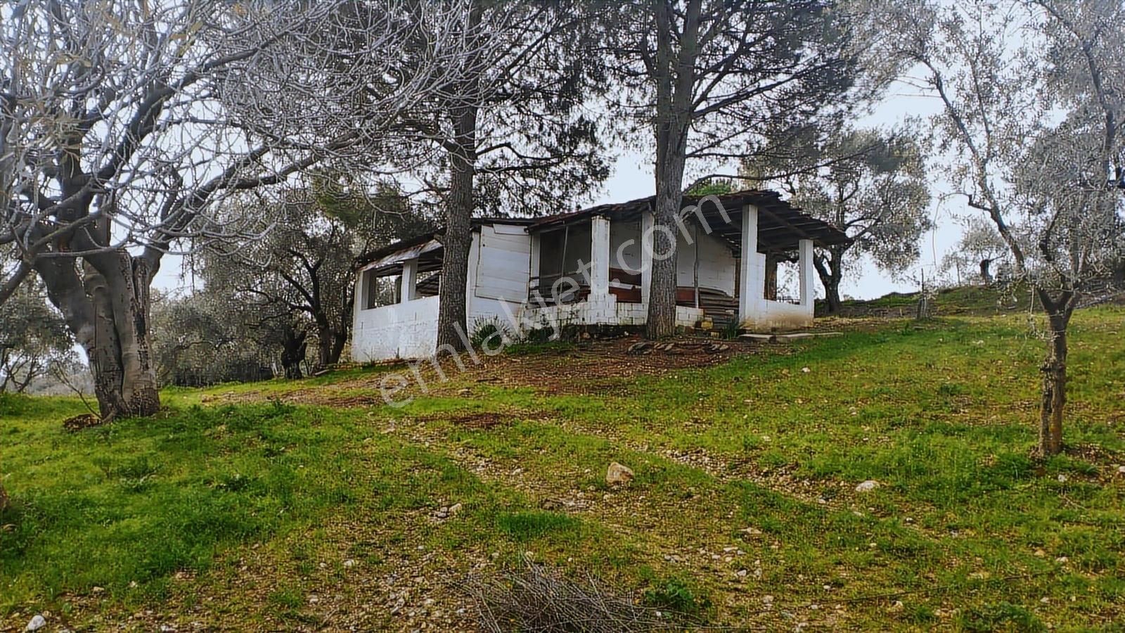 Aydın Germencik Dağyeni' Satılık 24.702 M2 İncir Bahçesi - Görsel 5